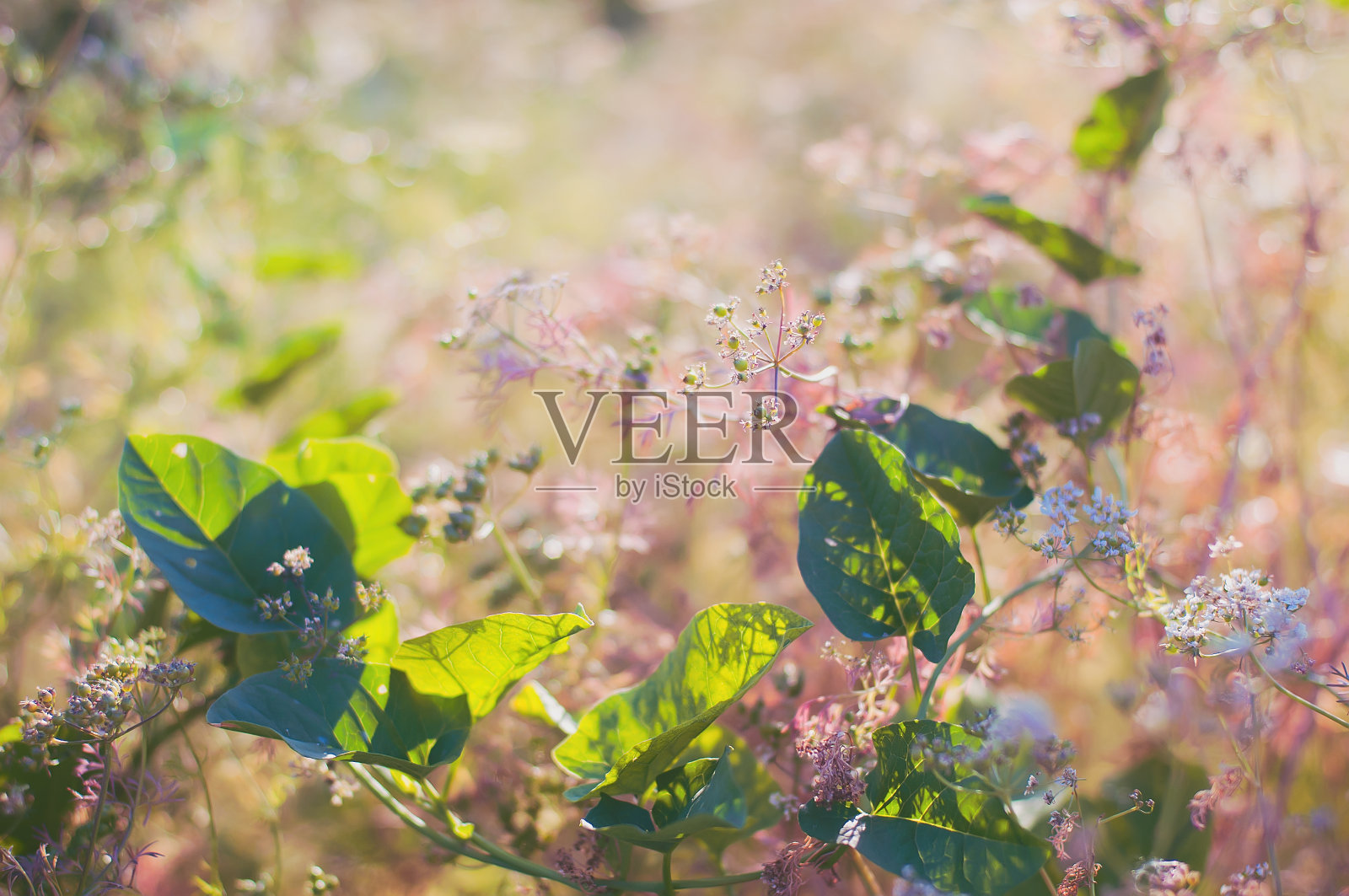 美丽的绿色植物在夏季日落在蓝色的背景。照片摄影图片