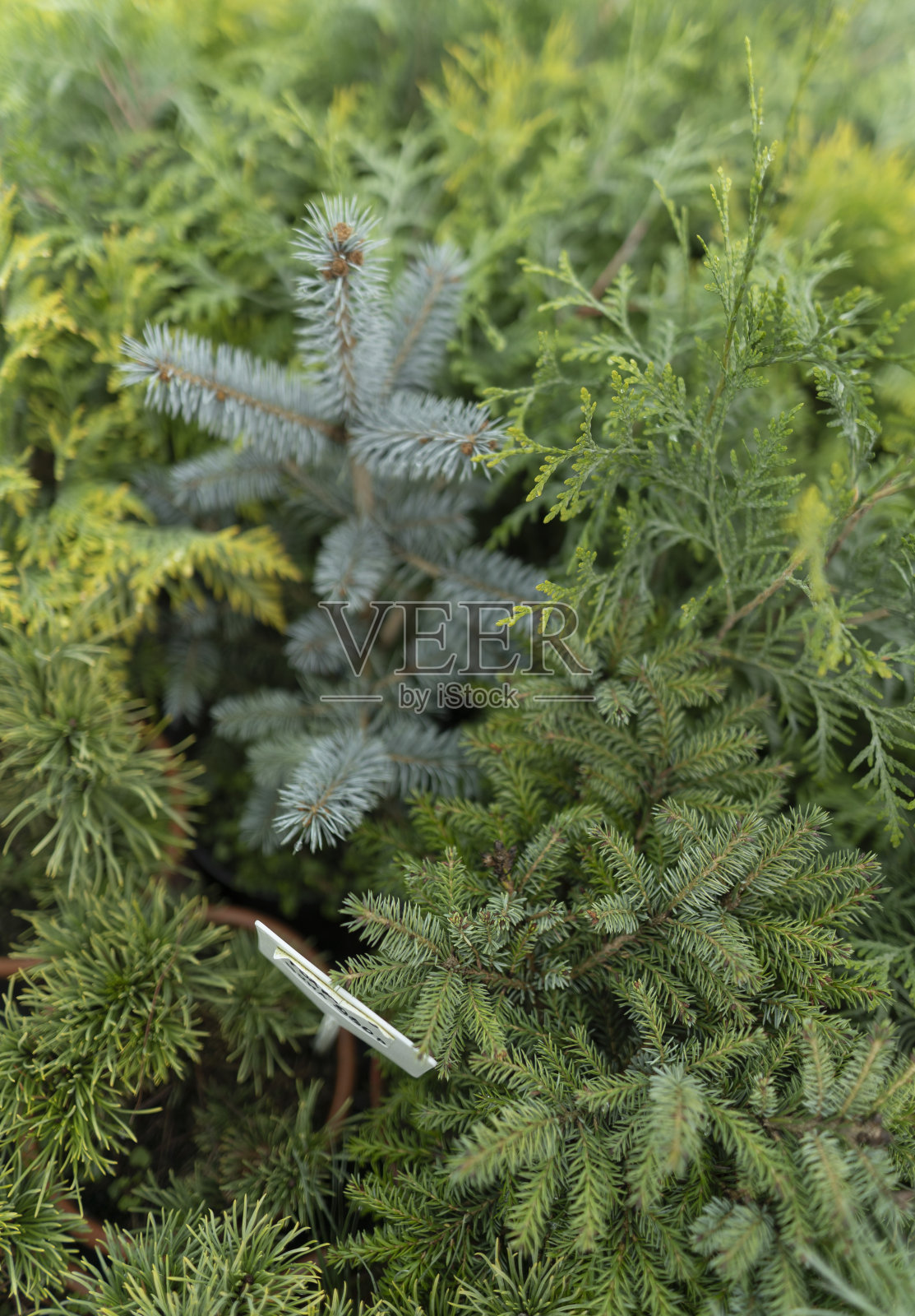 杜嘉、云杉和其他观赏树木和灌木在户外植物商店。圣诞节的另类装饰照片摄影图片