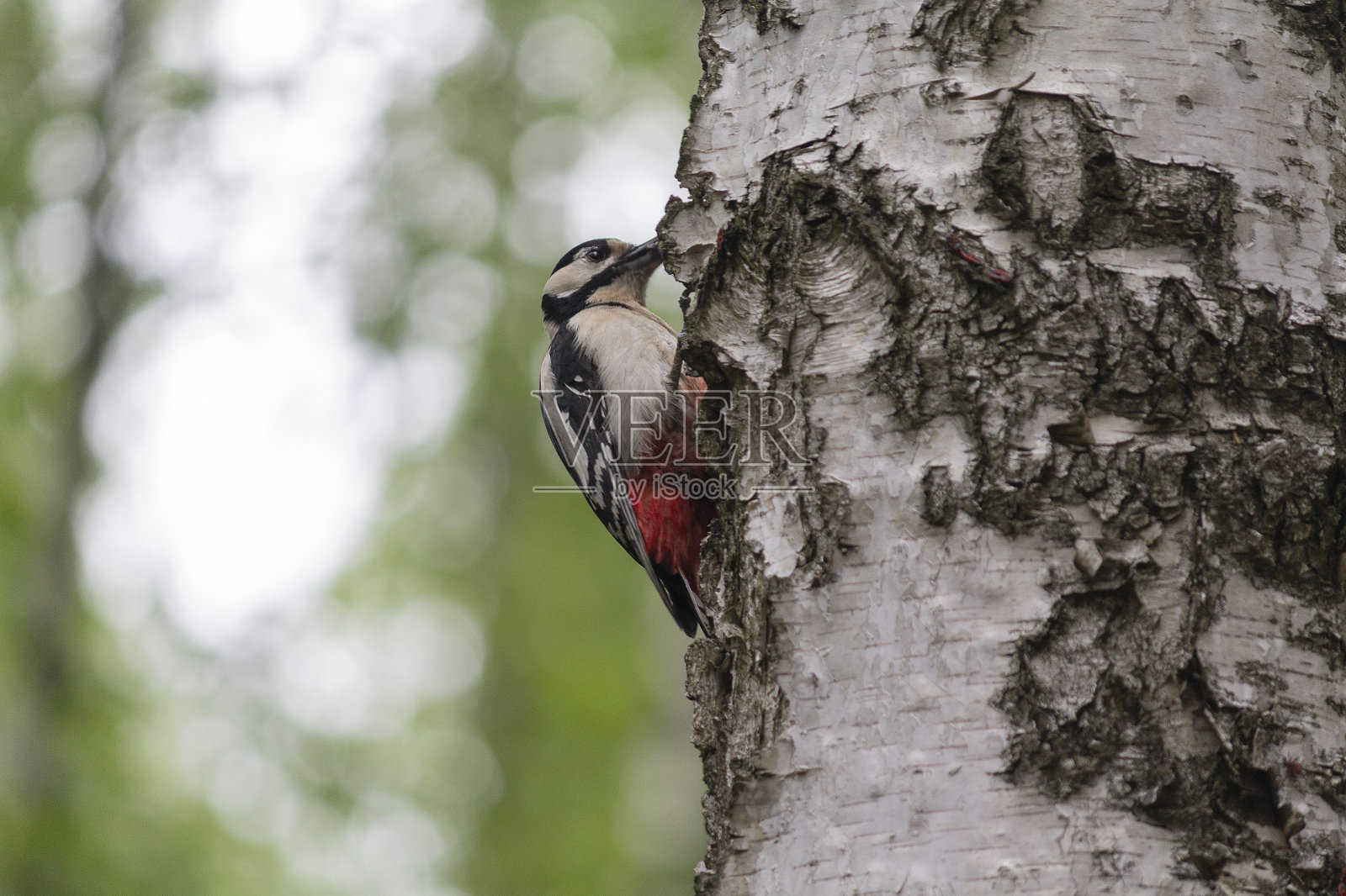 树干上有斑点啄木鸟。鸟照片摄影图片