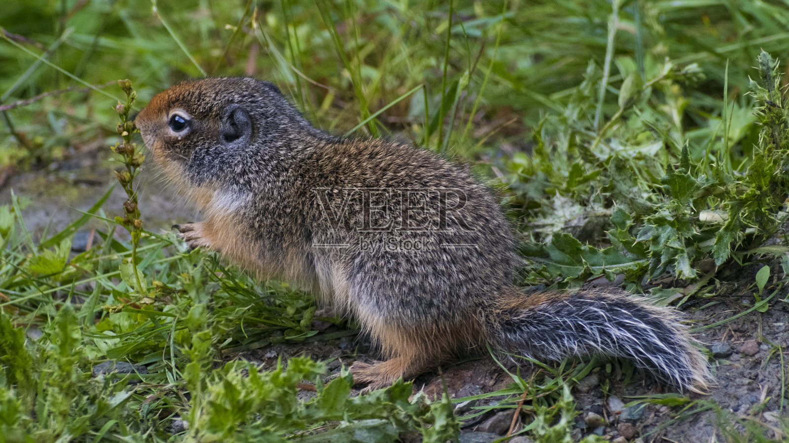 小田鼠照片摄影图片