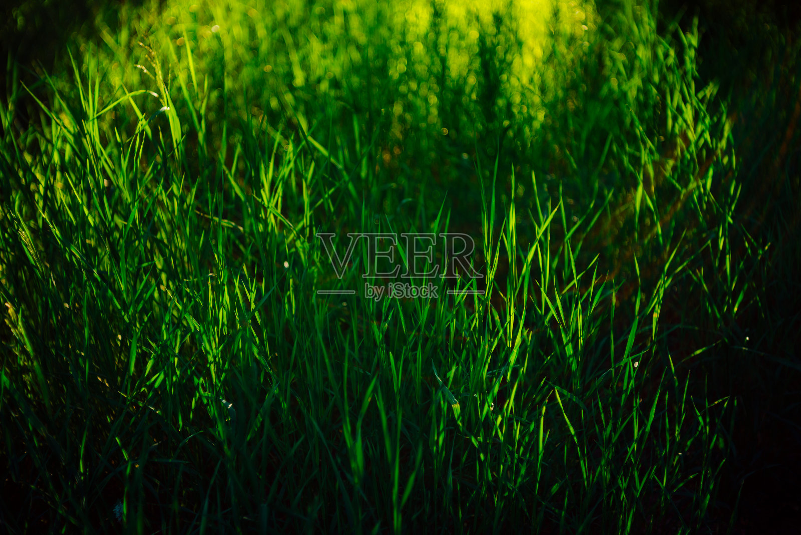 风景自然背景与生动的绿色草地特写。阳光明媚的草原与拷贝空间。美丽明亮的草在阳光草地在完整的框架。早晨在阳光下的自然背景。照片摄影图片