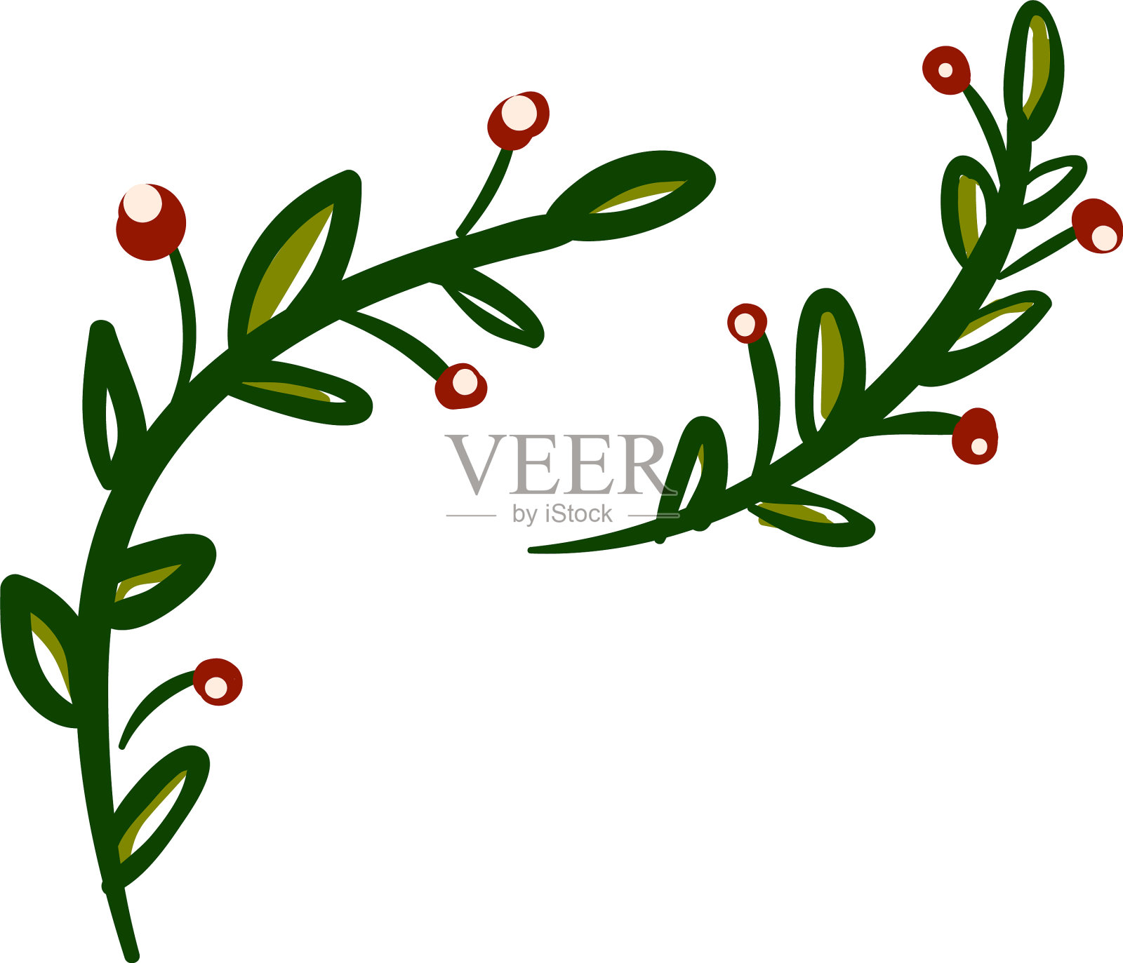 冬青浆果一种冬青浆果植物或颜色设计元素图片