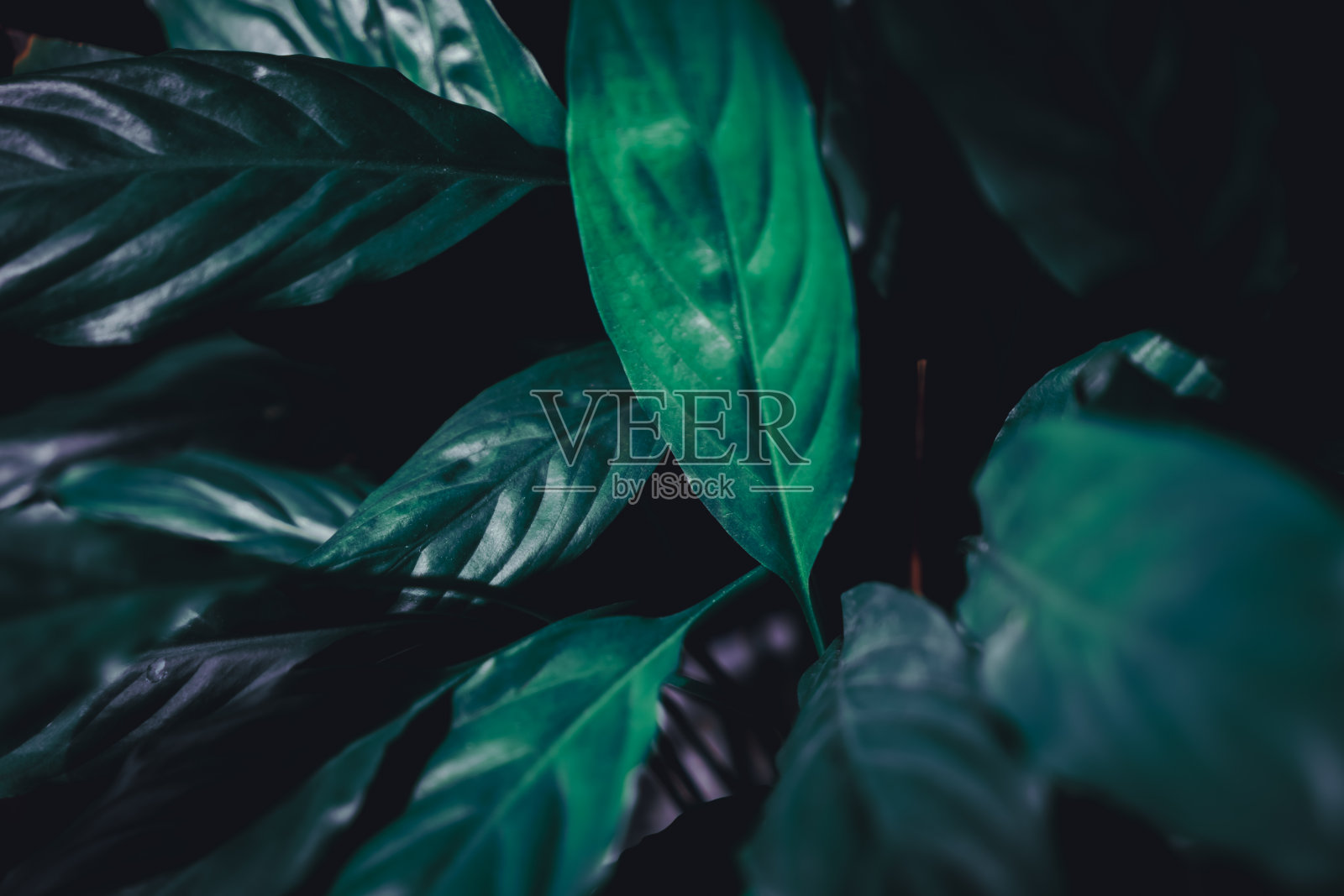选择性聚焦热带夏季绿叶暗色背景照片摄影图片