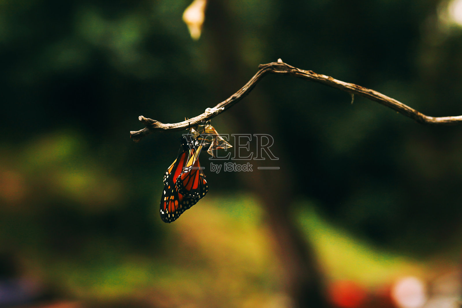 蝶蛹由毛虫变成茧再变成蝴蝶照片摄影图片