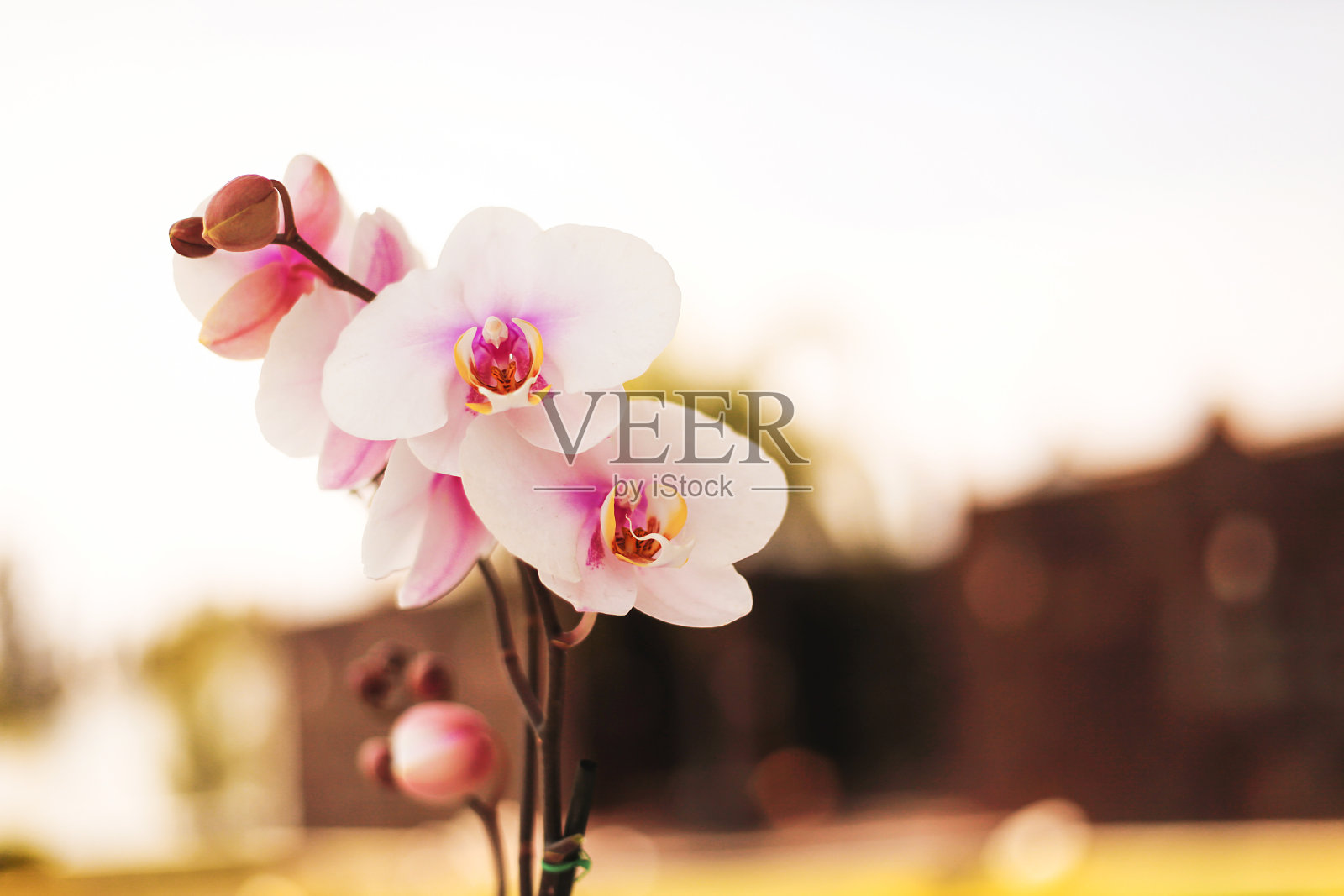 兰花，墨西哥城的墨西哥花照片摄影图片