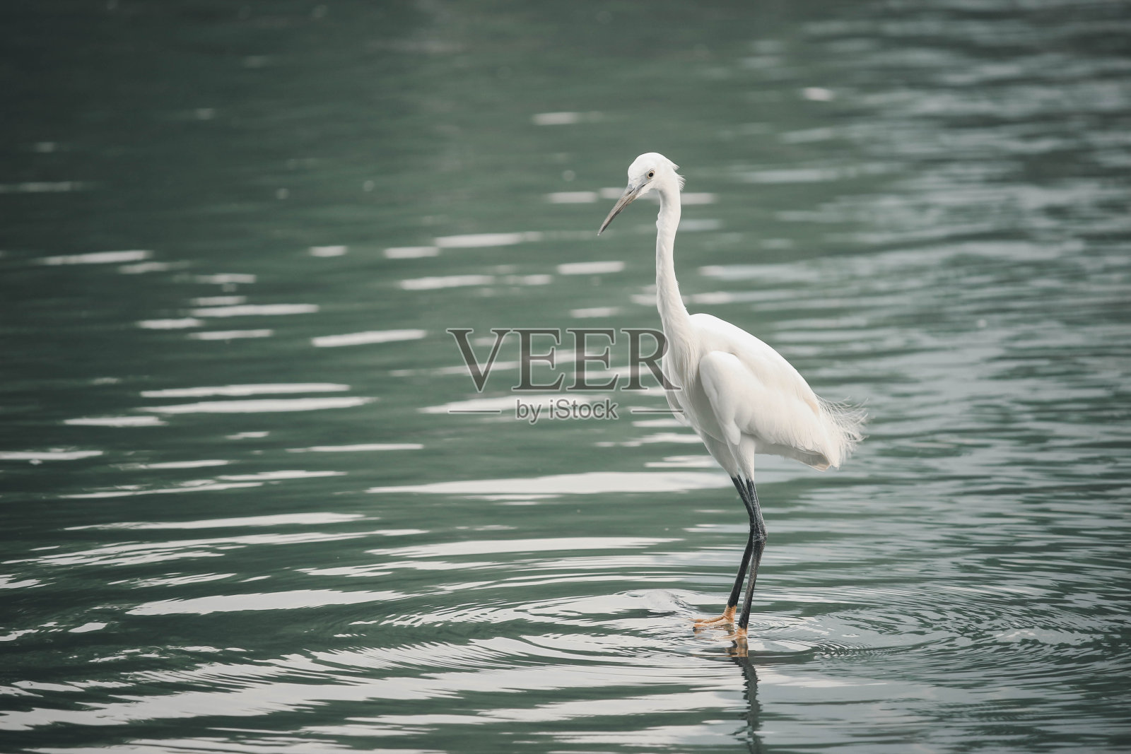 从河边散步和捕鱼的白鹭、麻鳽或白鹭鸟照片摄影图片