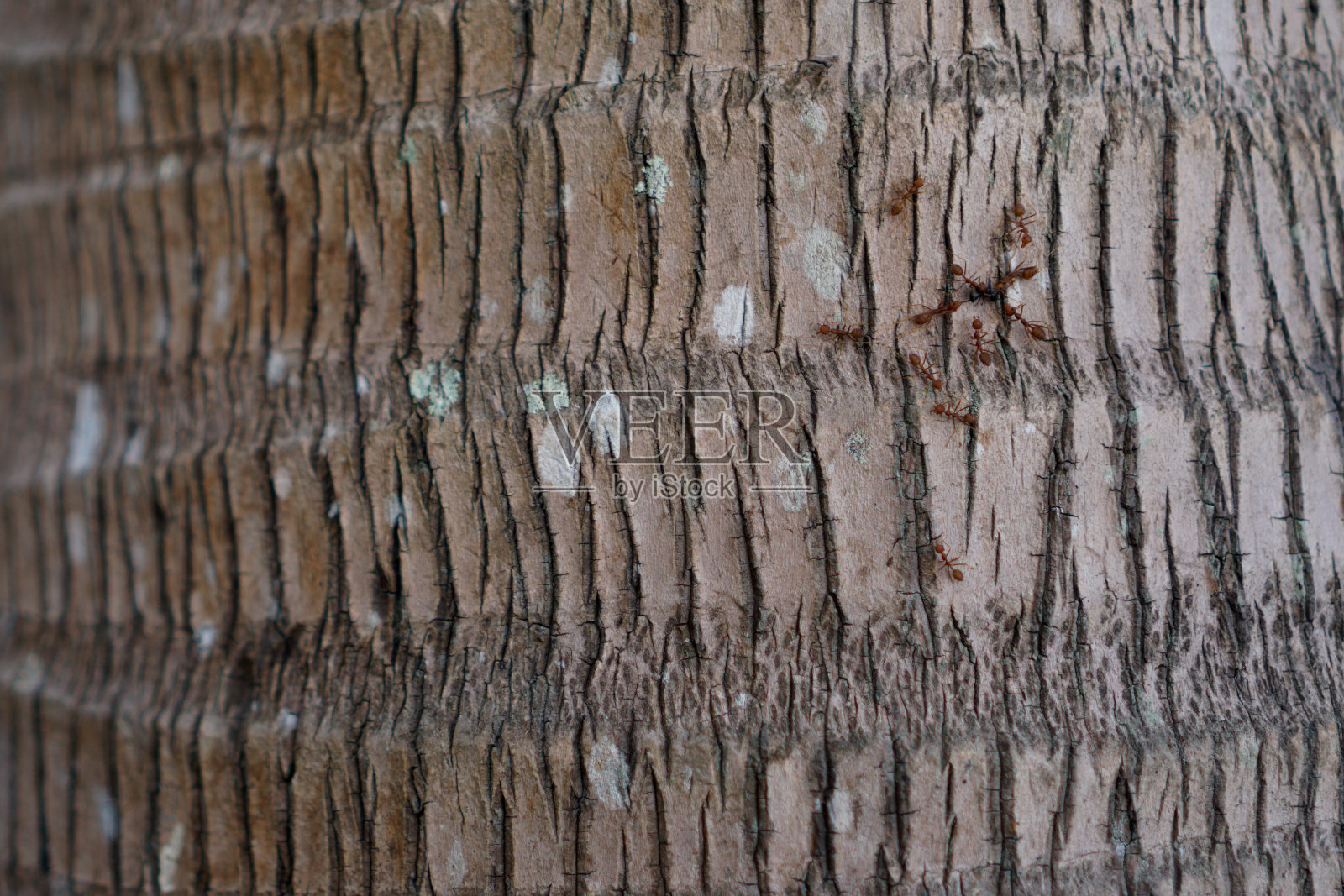 椰子树干上的一些编织蚂蚁是完美的背景照片摄影图片