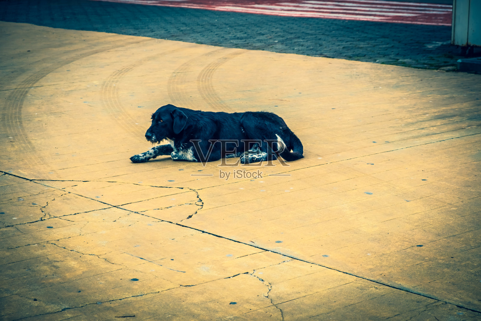 无家可归的狗在城市的街道上照片摄影图片