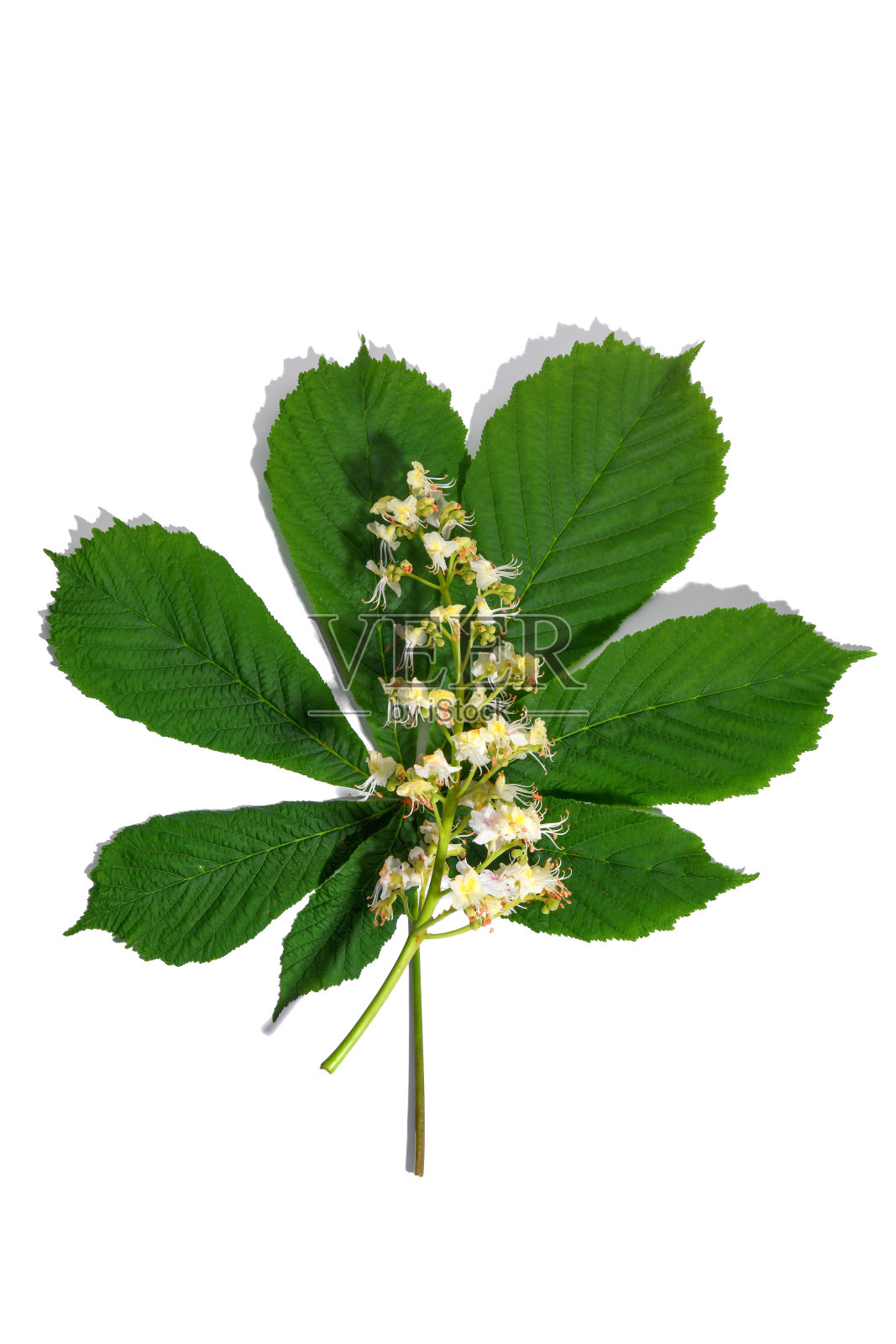 白色背景上有叶和花的板栗枝。照片摄影图片