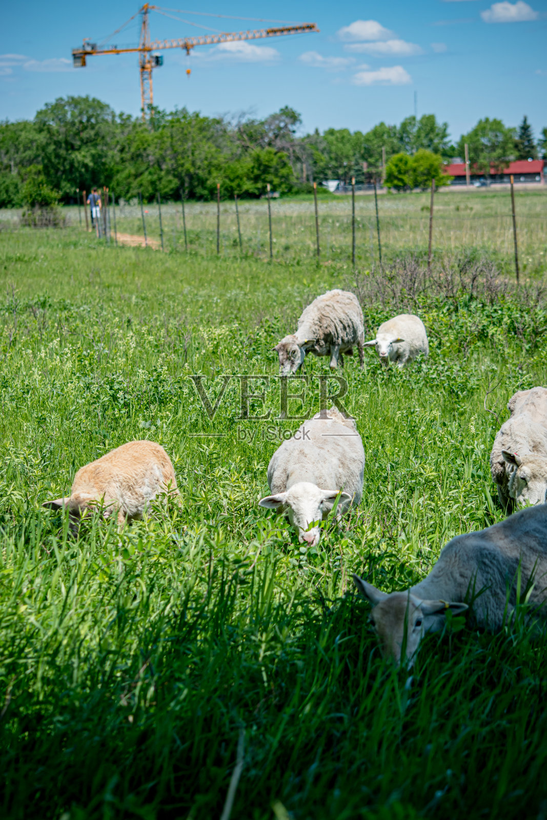城市羊起重机照片摄影图片