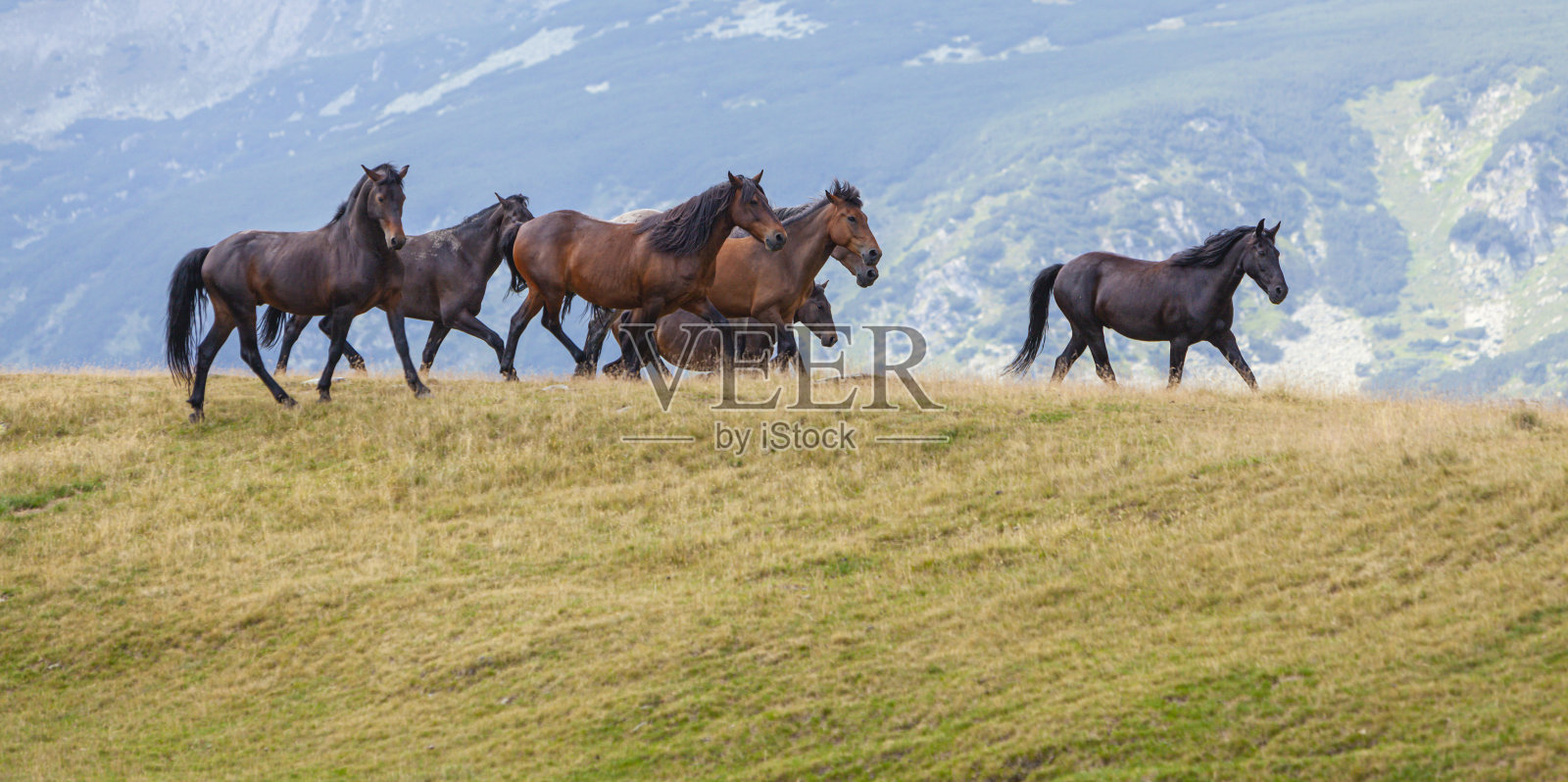 美丽的野马在遥远的山区在夏天照片摄影图片