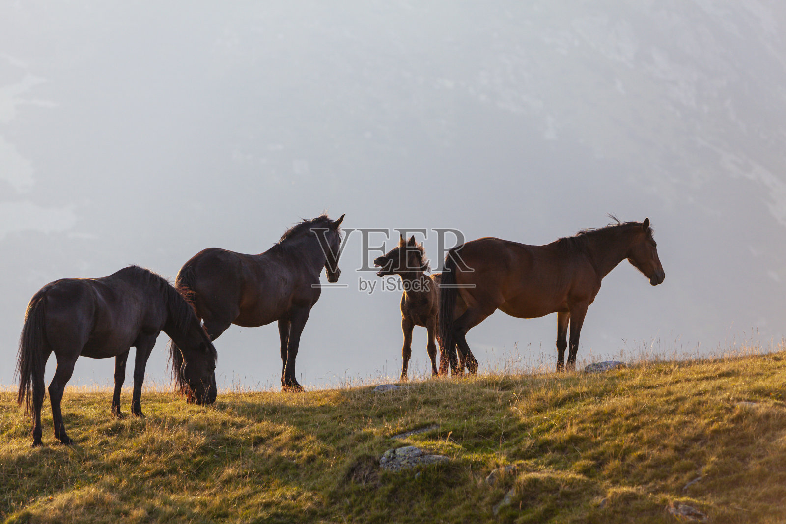 美丽的野马在遥远的山区在夏天照片摄影图片