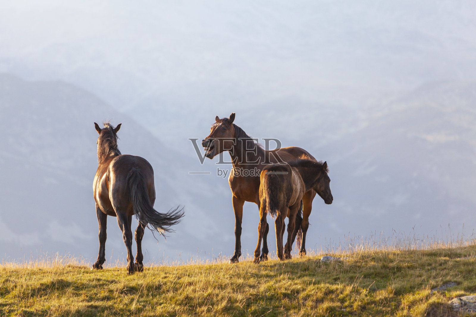 美丽的野马在遥远的山区在夏天照片摄影图片