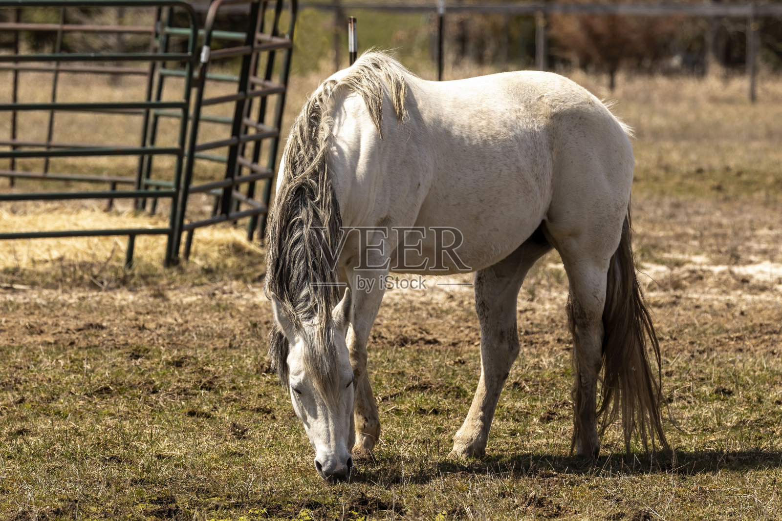 白色的马。美丽的母马在美国农村的围场照片摄影图片