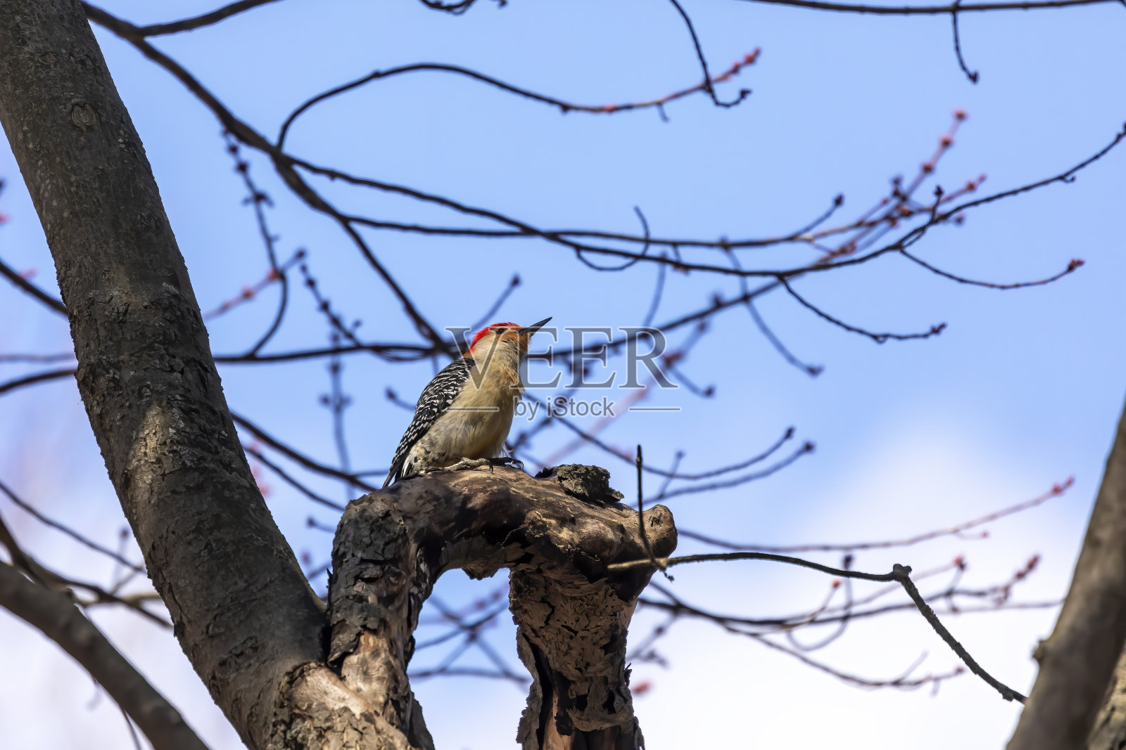 红腹啄木鸟，雄性。中等大小的美洲啄木鸟。照片摄影图片
