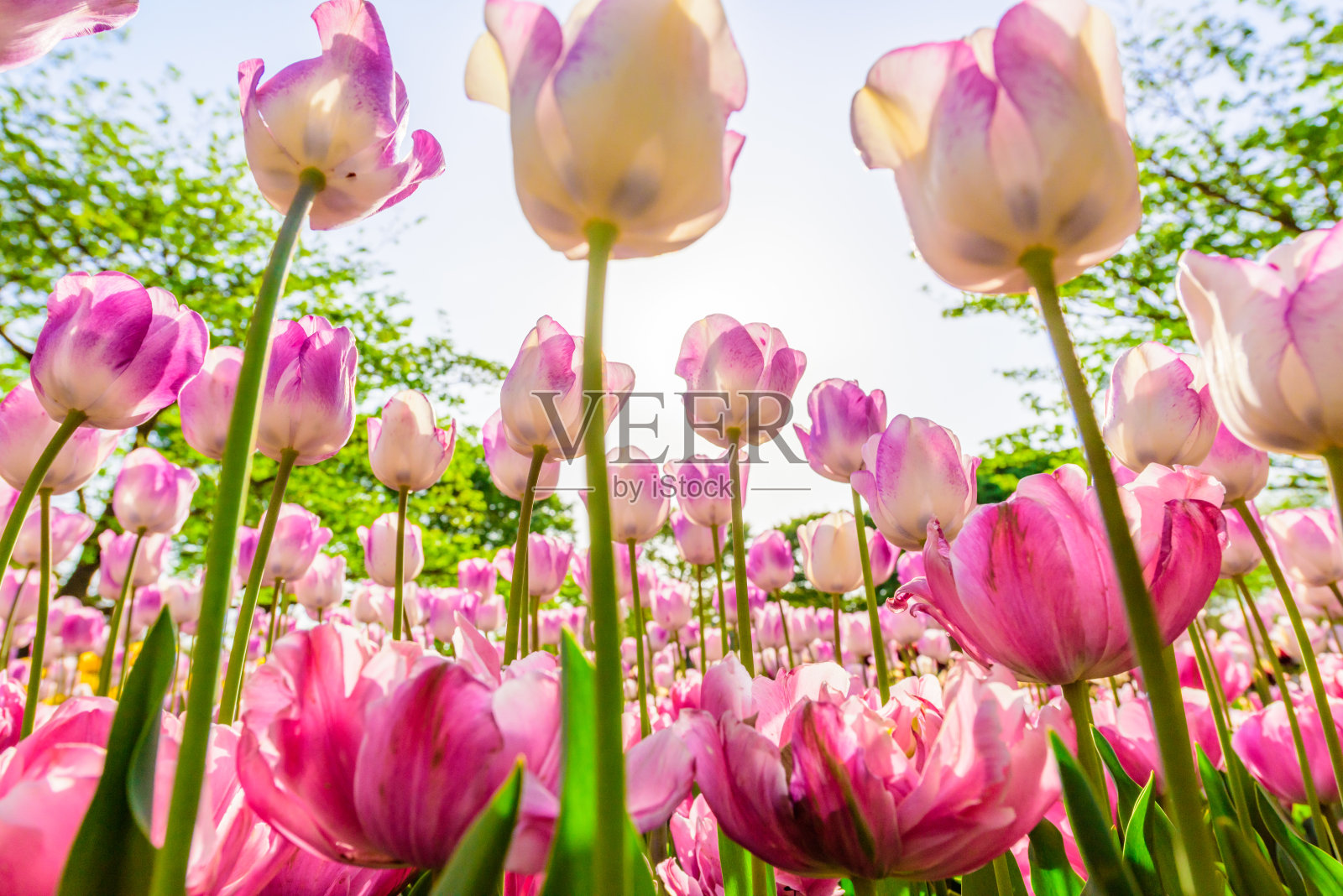 日本的一组彩色郁金香。照片摄影图片