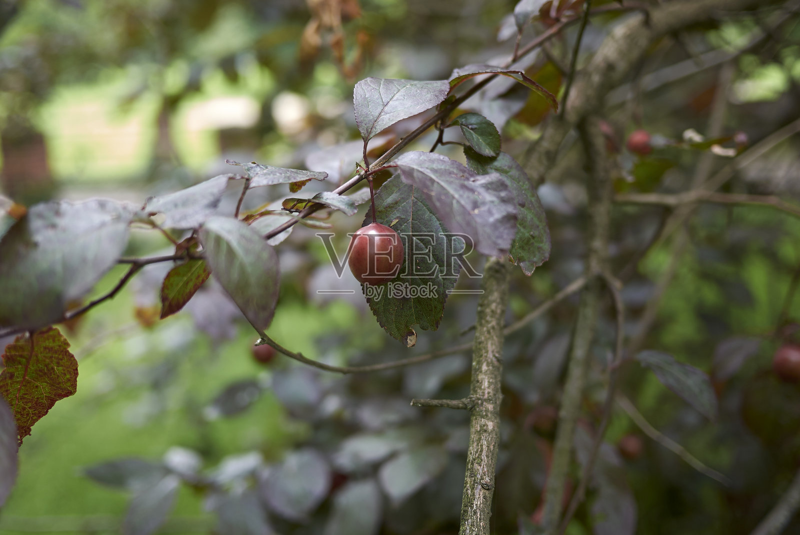 修剪器塞拉西费拉尼格拉照片摄影图片