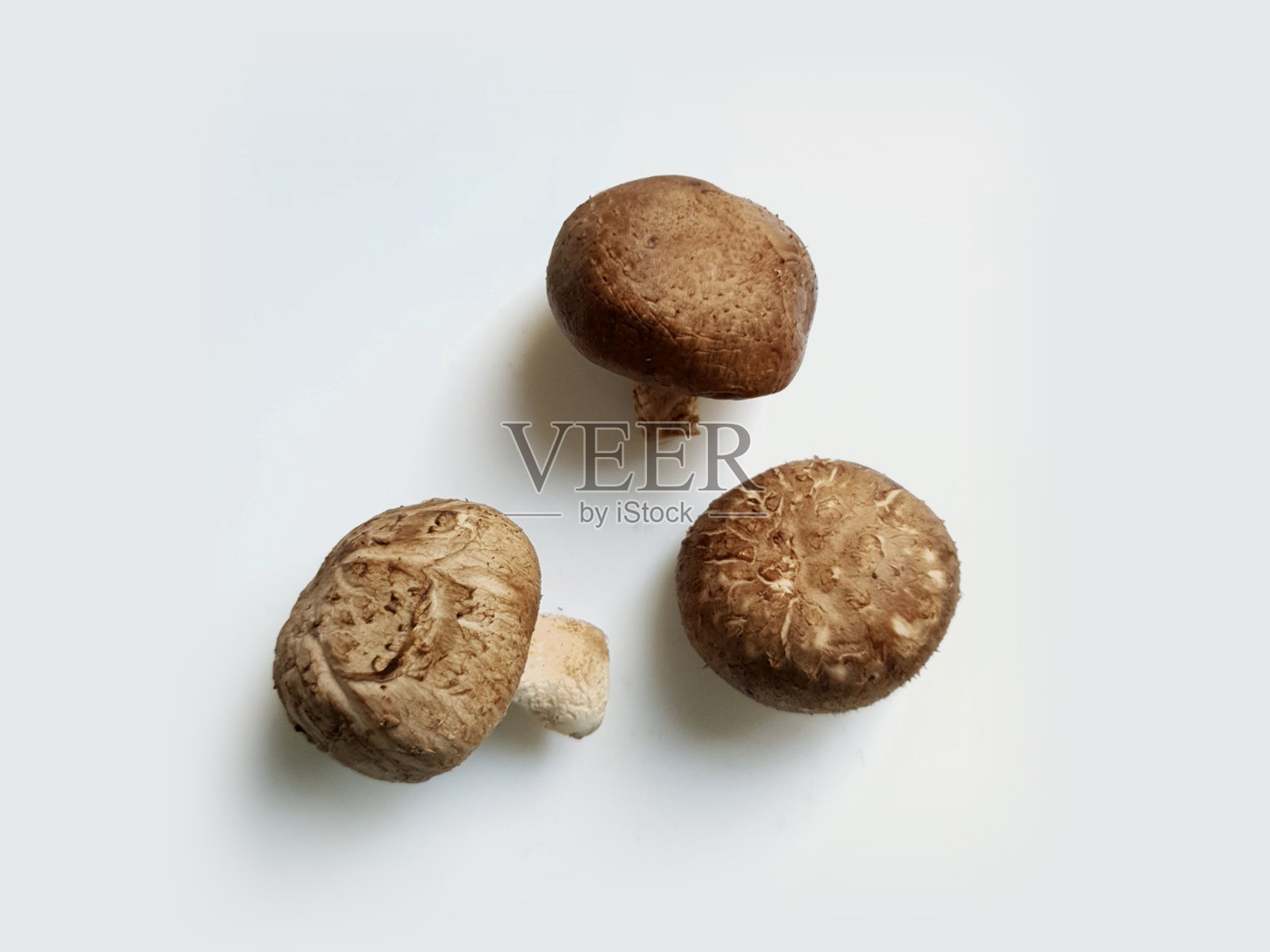 新鲜香菇俯视图上的白色背景。照片摄影图片