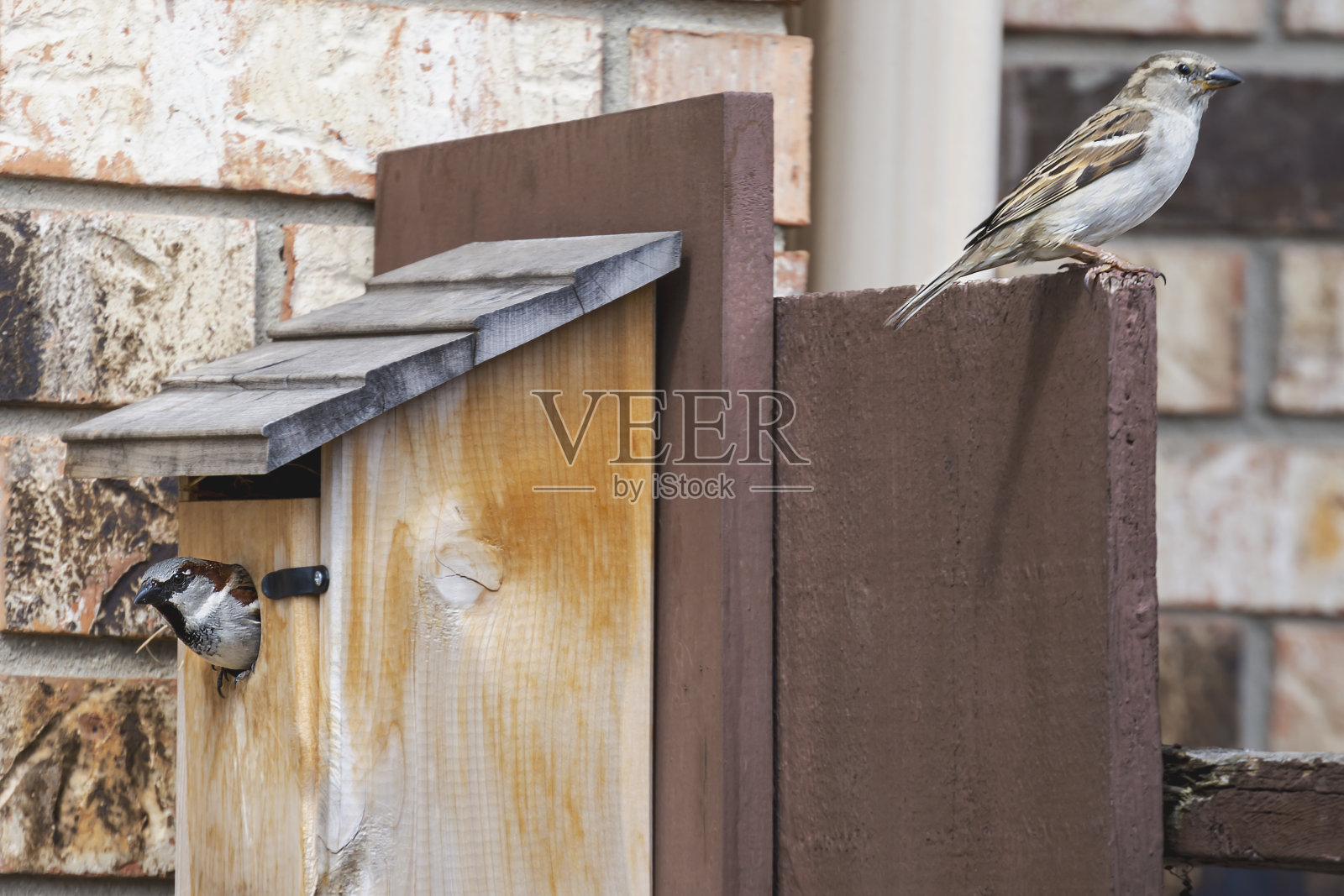 两只麻雀守卫着一个筑巢箱。照片摄影图片