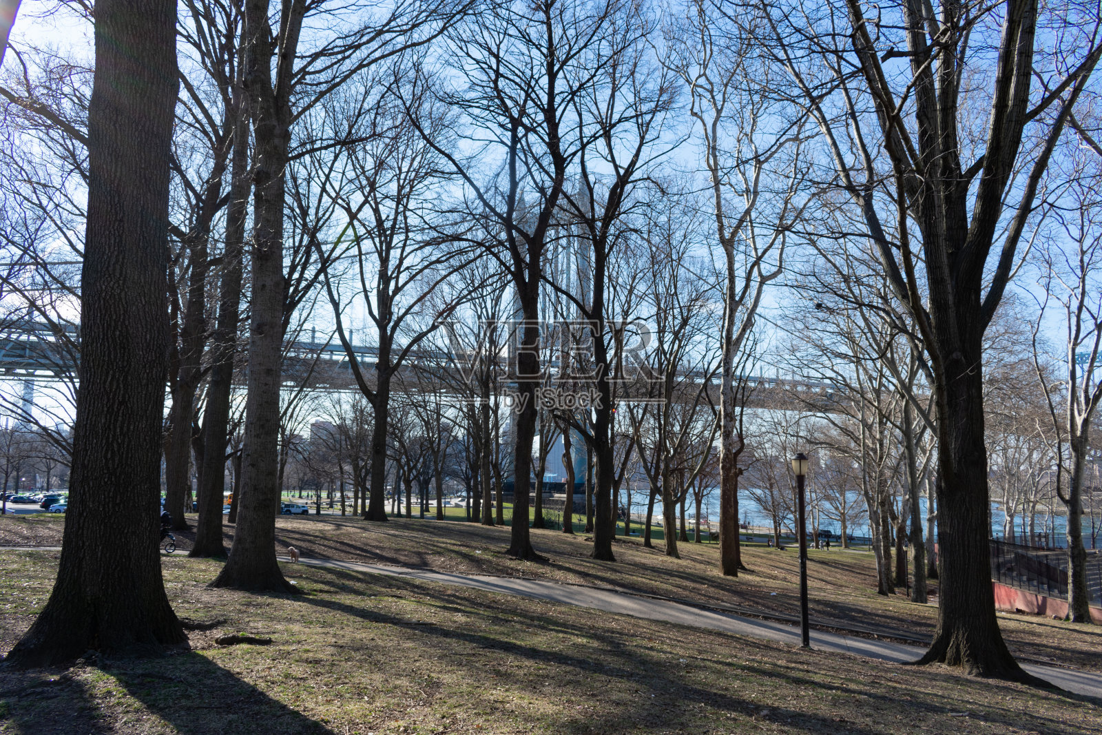 纽约阿斯托里亚皇后区阿斯托里亚公园的树木，背景是三区大桥照片摄影图片