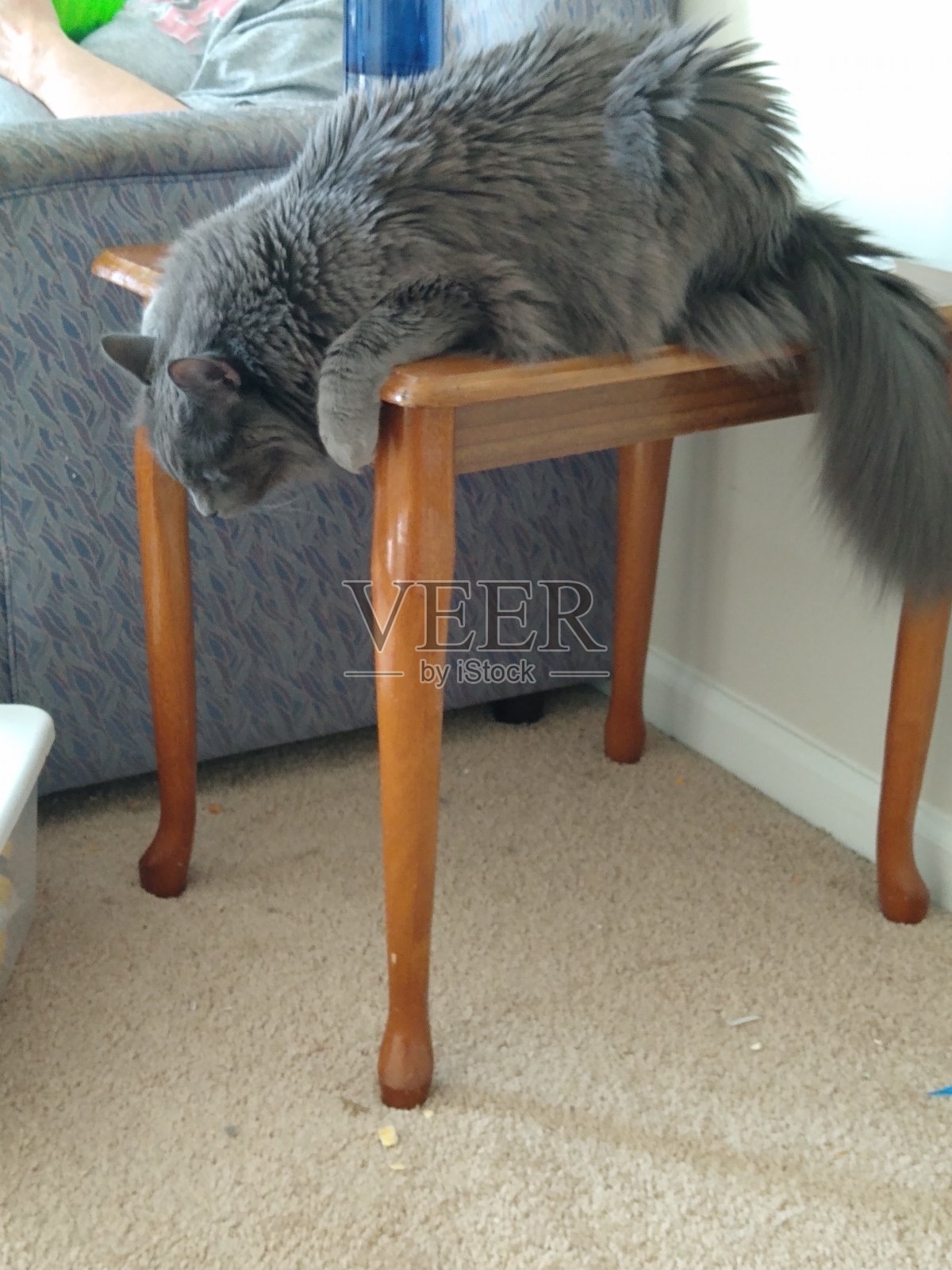 Nebelung猫照片摄影图片