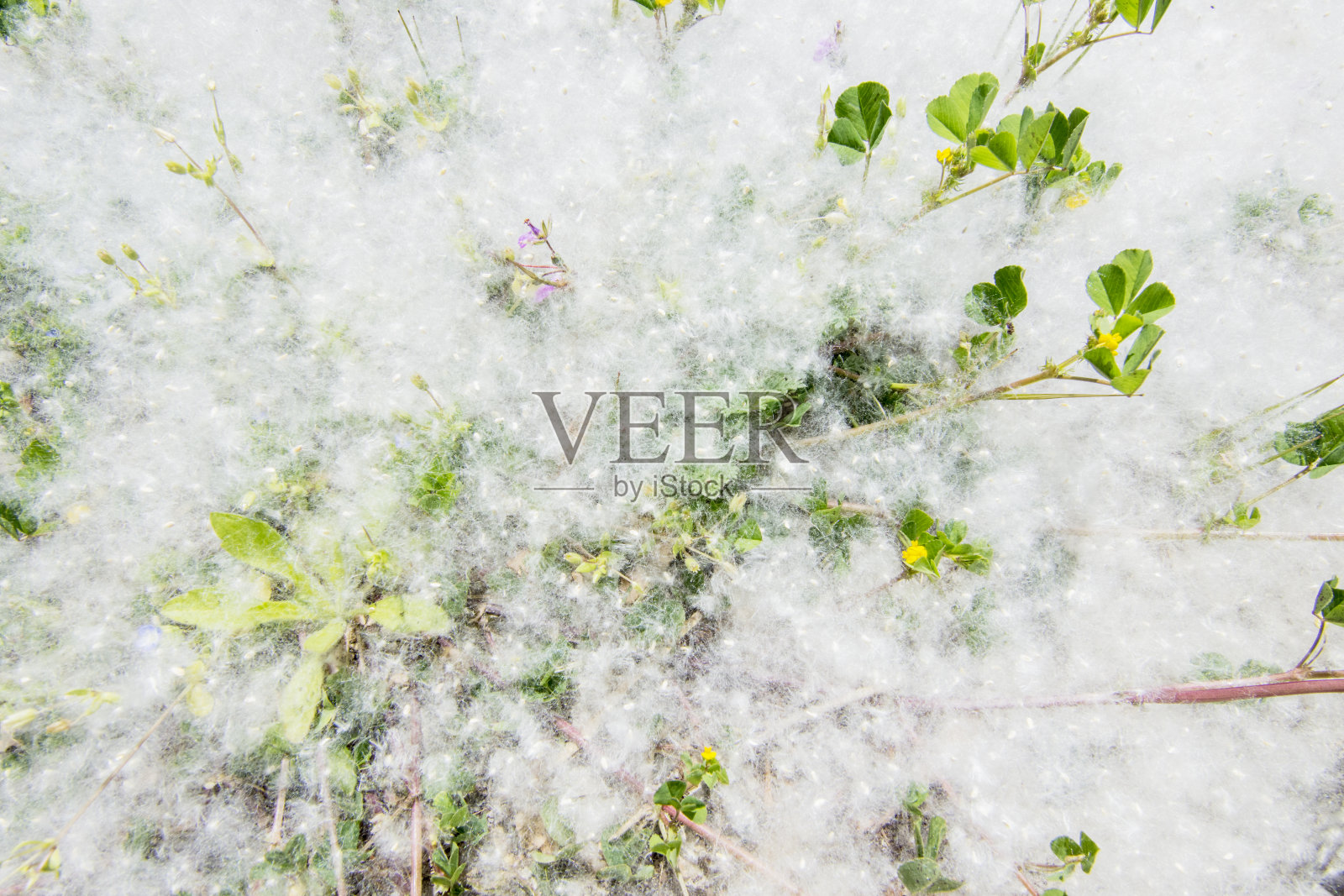 杨树。绿油油的小草和夏日的绒毛，到处都覆盖着白杨树的绒毛照片摄影图片