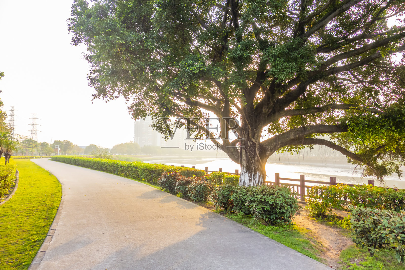 清晨的阳光照耀在公园里的植物和小路上照片摄影图片