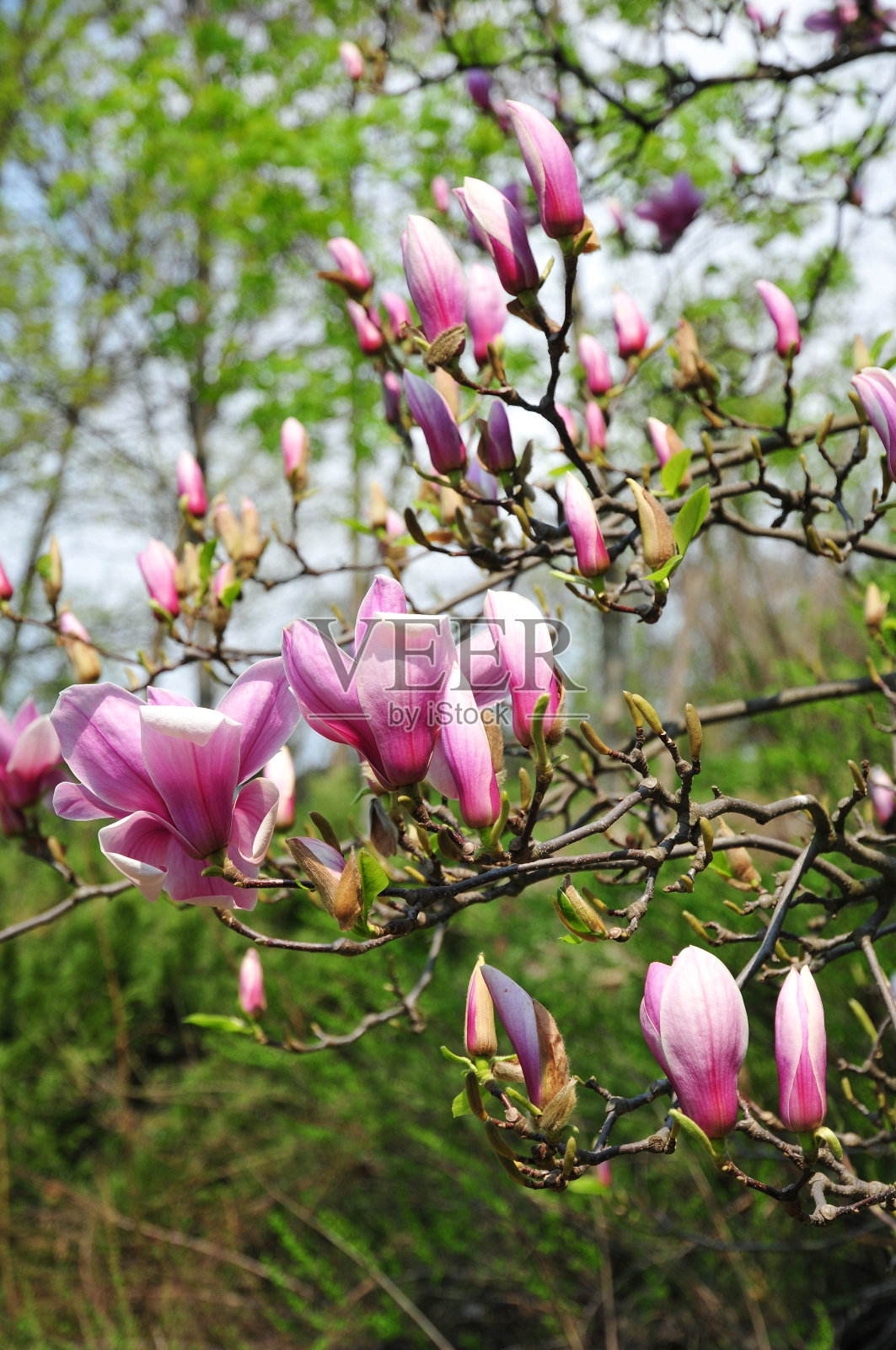 植物园中有花植物木兰。木兰的树枝上长着粉红色的花瓣。照片摄影图片