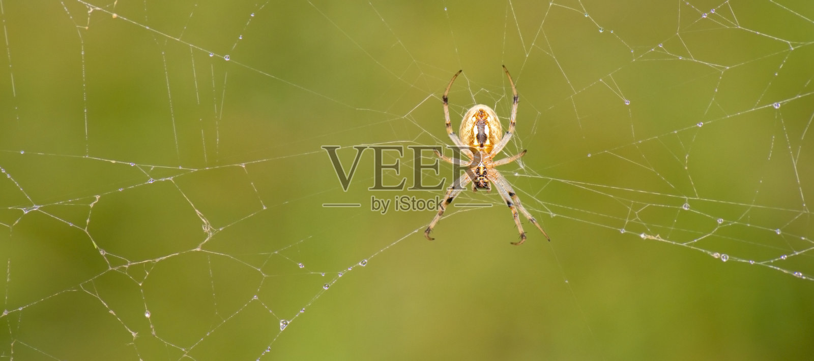 Orb Web织布工照片摄影图片