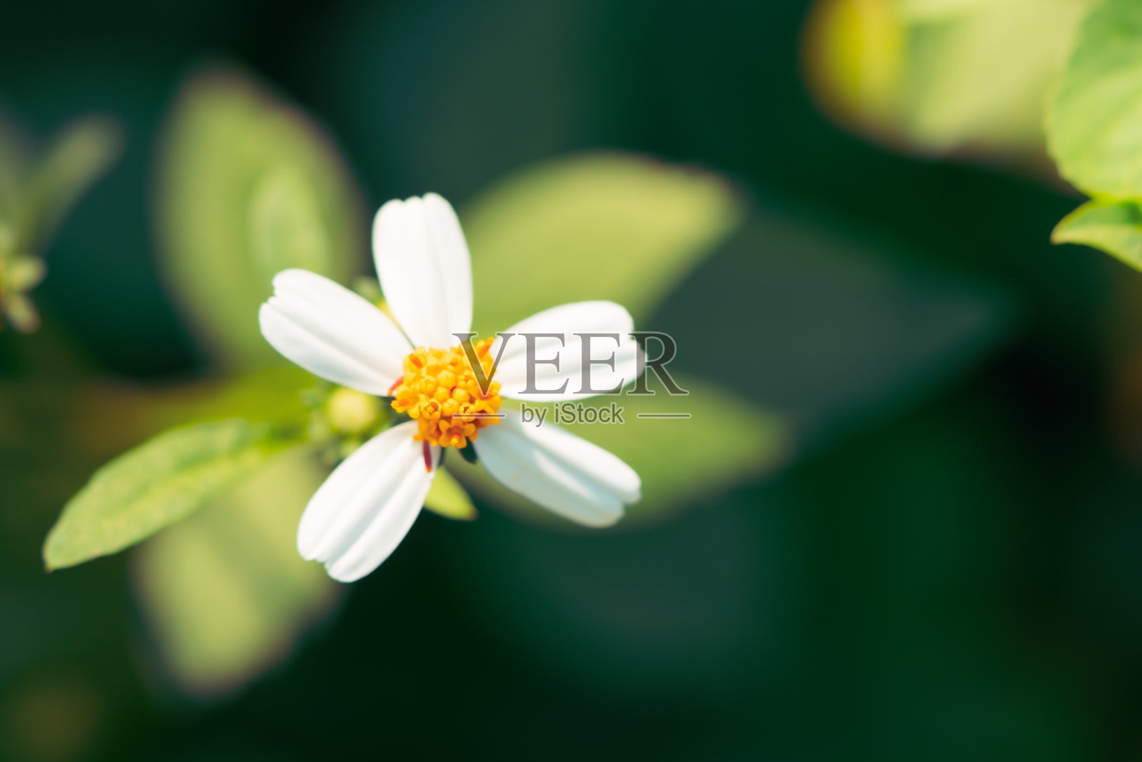 高角度观赏自然白花照片摄影图片