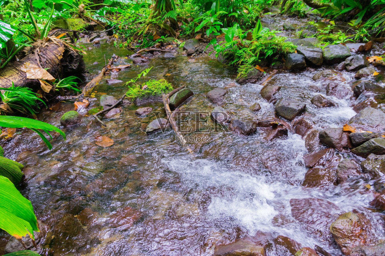 瓜德罗普低地La Soufrie火山附近的大型©tang照片摄影图片