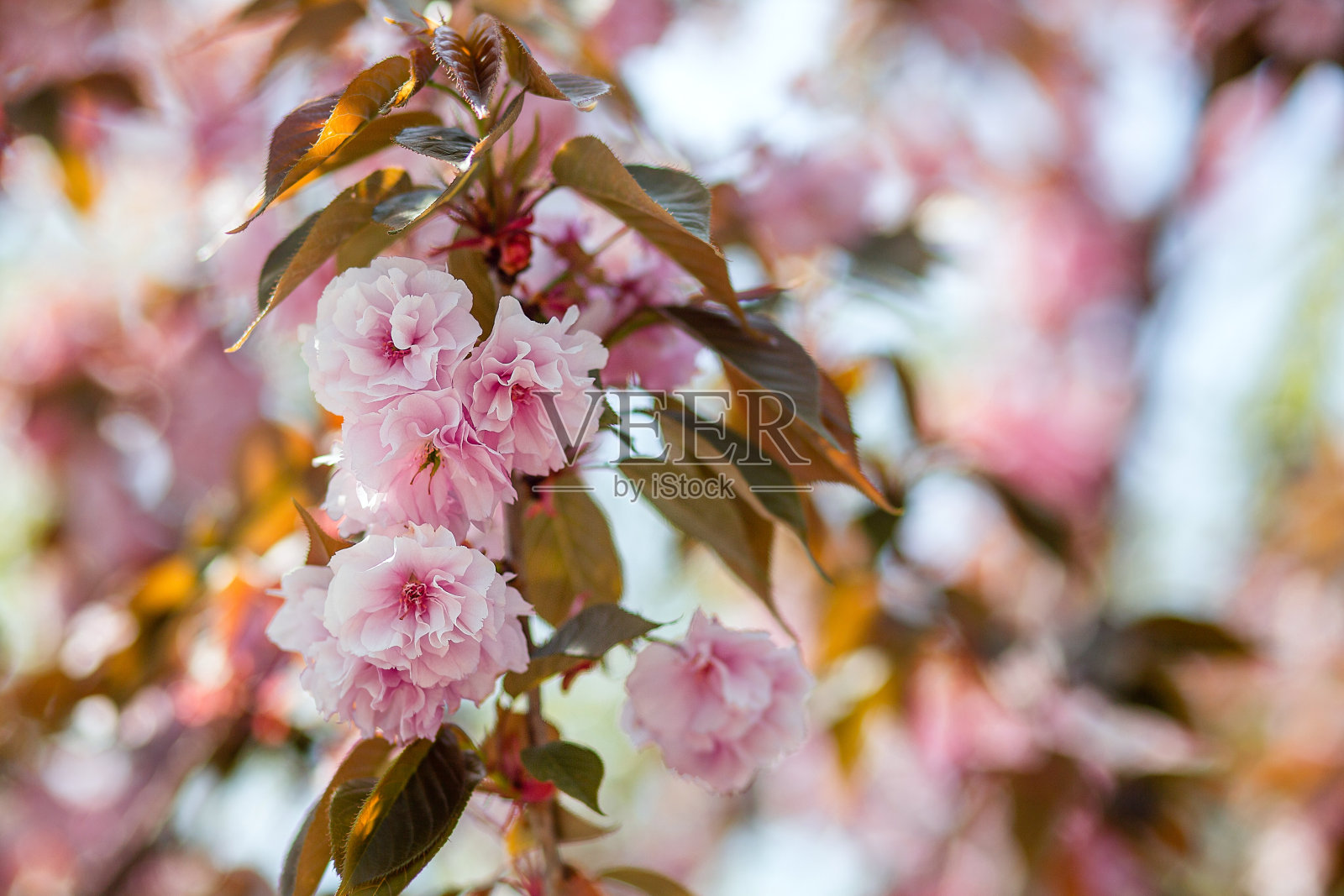 樱花。樱花特写。日本的樱桃。照片摄影图片