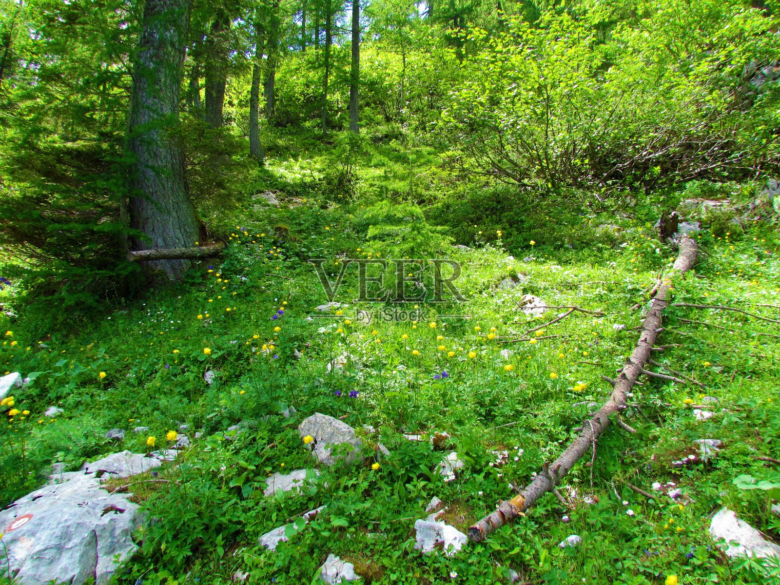 全球的花照片摄影图片