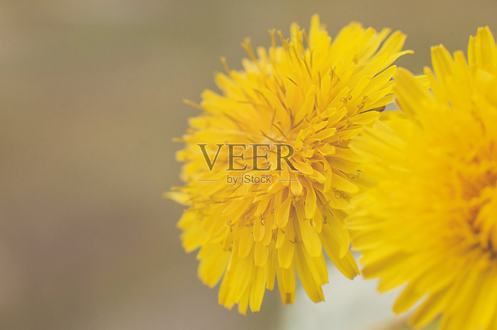 一束黄色的蒲公英在一杯水站在阳台的边缘照片摄影图片