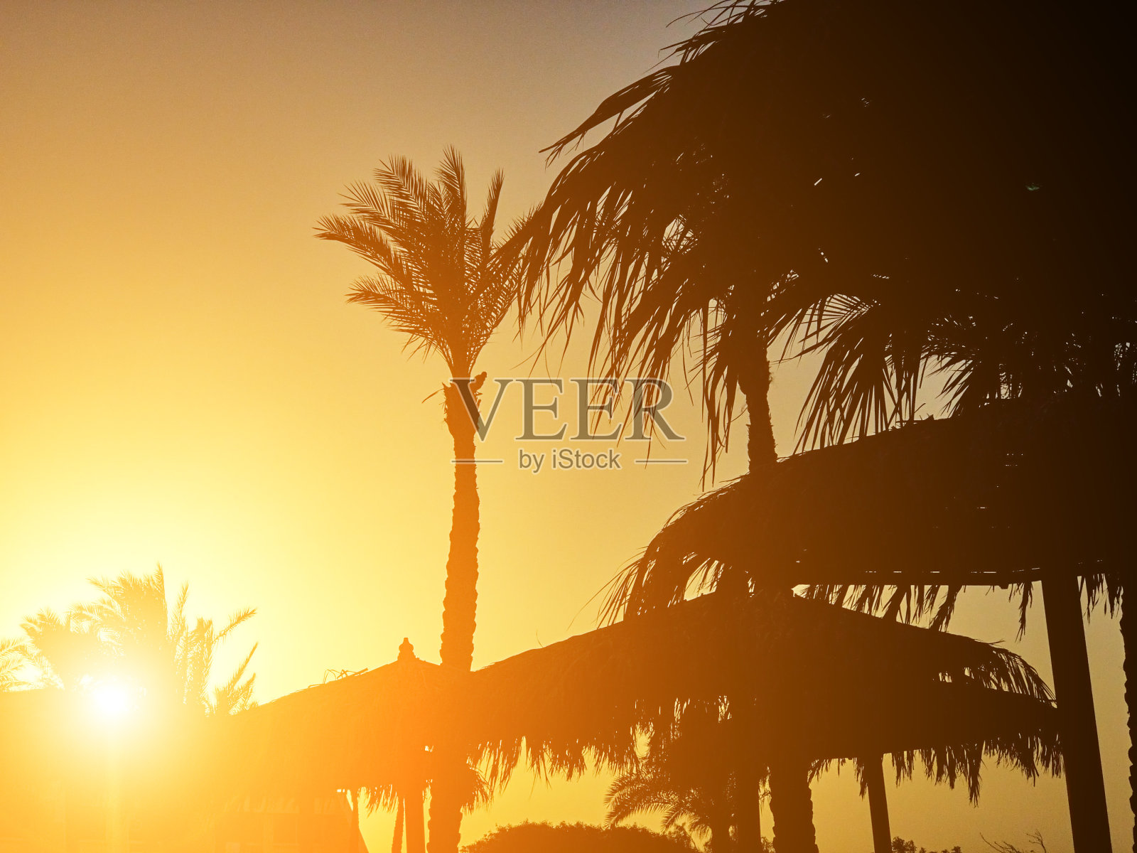 太阳阴影的剪影由干燥的棕榈叶与热带颜色。照片摄影图片