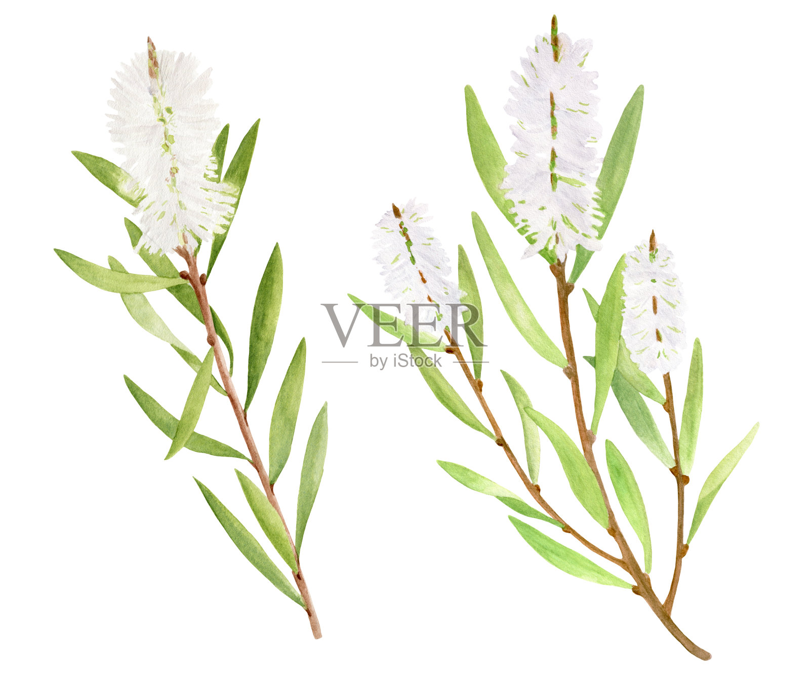水彩茶树叶，花集。互生千层植物手绘图。孤立在白色背景上的绿色药用植物。化妆品，包装，精油。设计元素图片