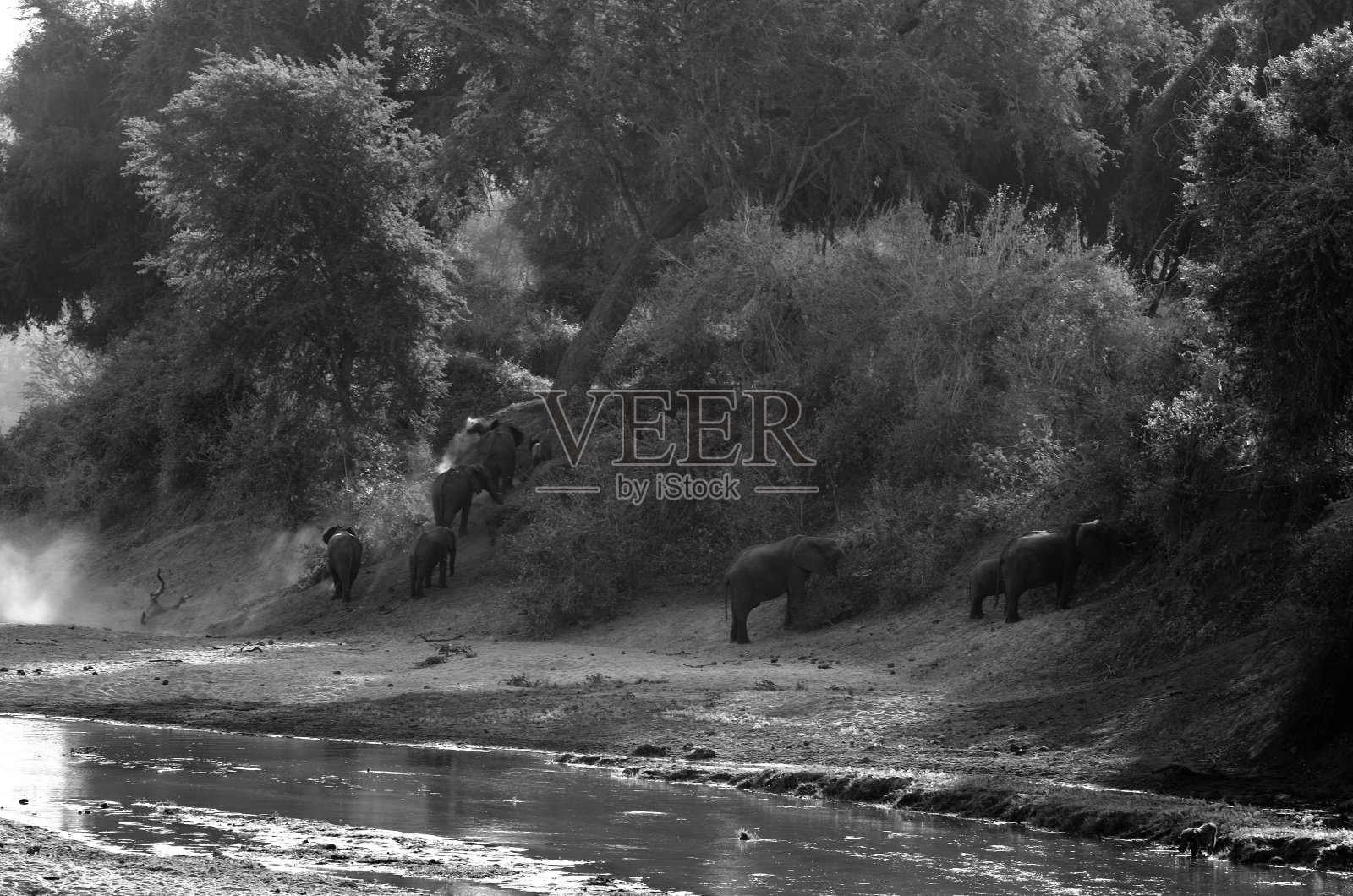 非洲象照片摄影图片