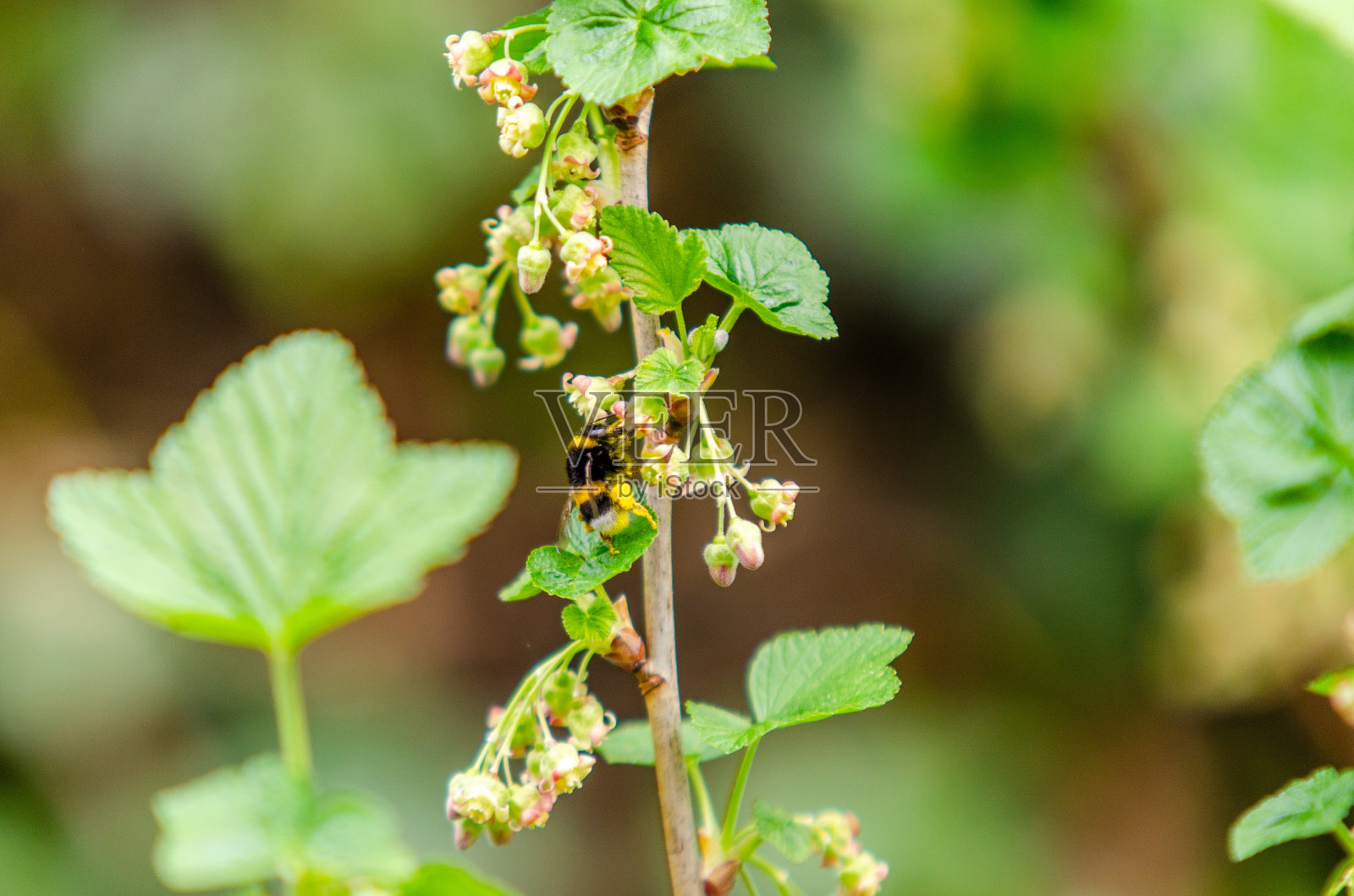 大黄蜂在红醋栗树照片摄影图片