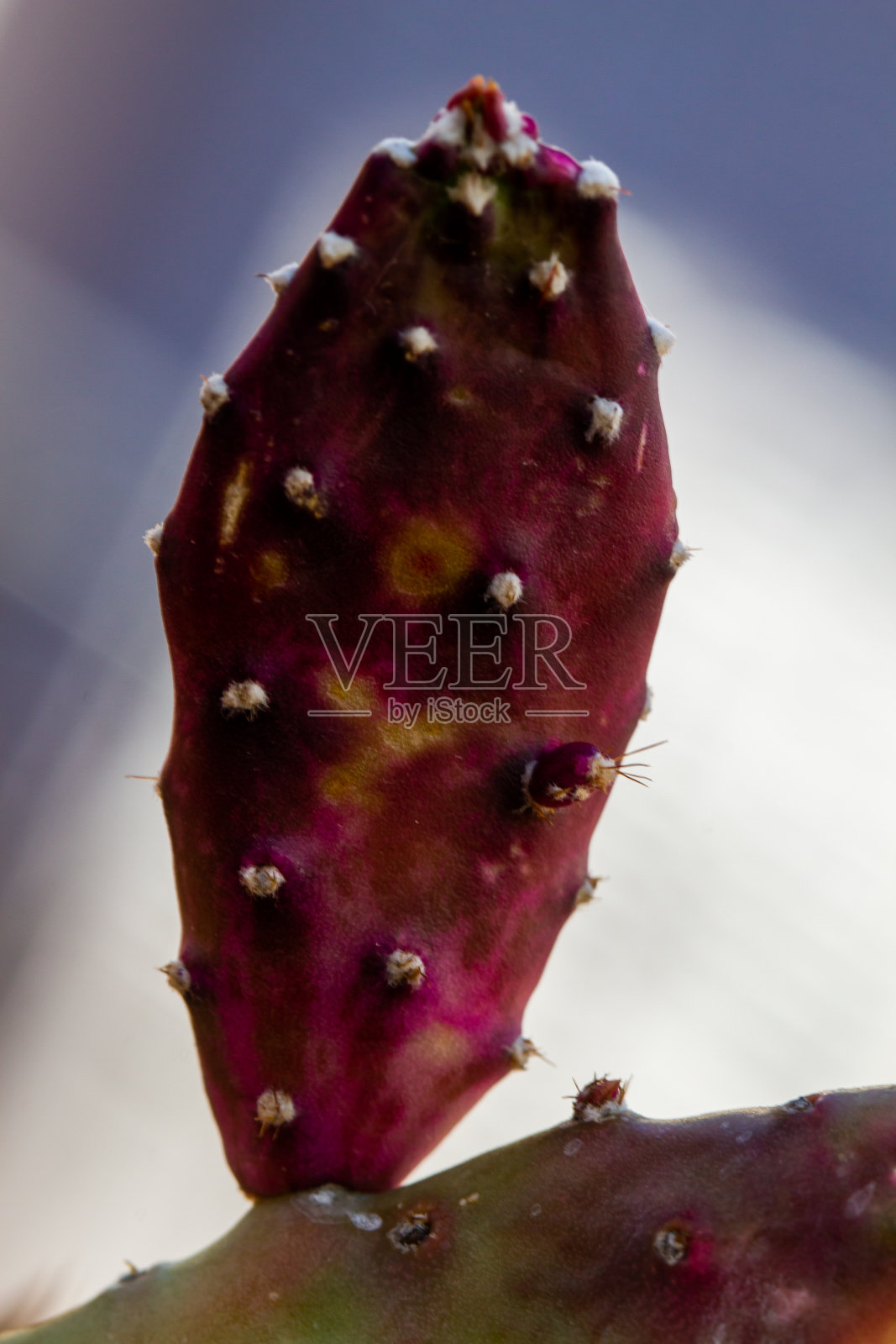 花盆里有多汁的仙人掌照片摄影图片