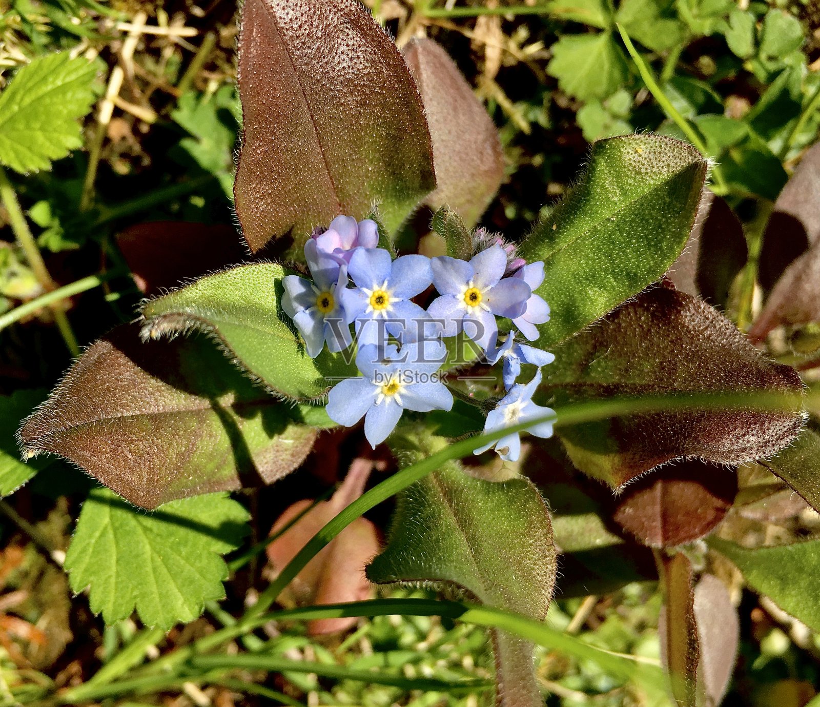 勿忘我照片摄影图片