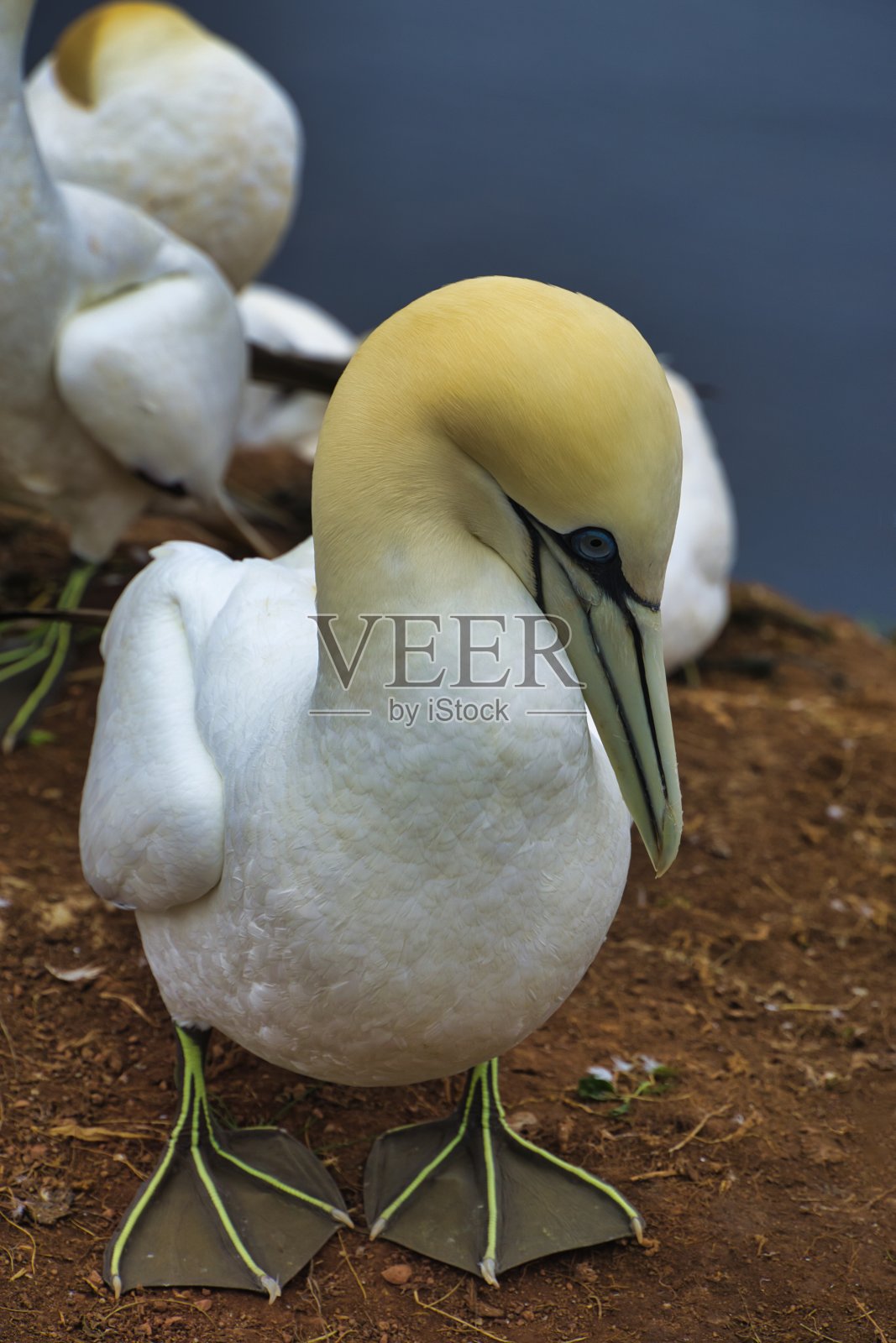 红色岩石上的北方石榴石，照片摄影图片