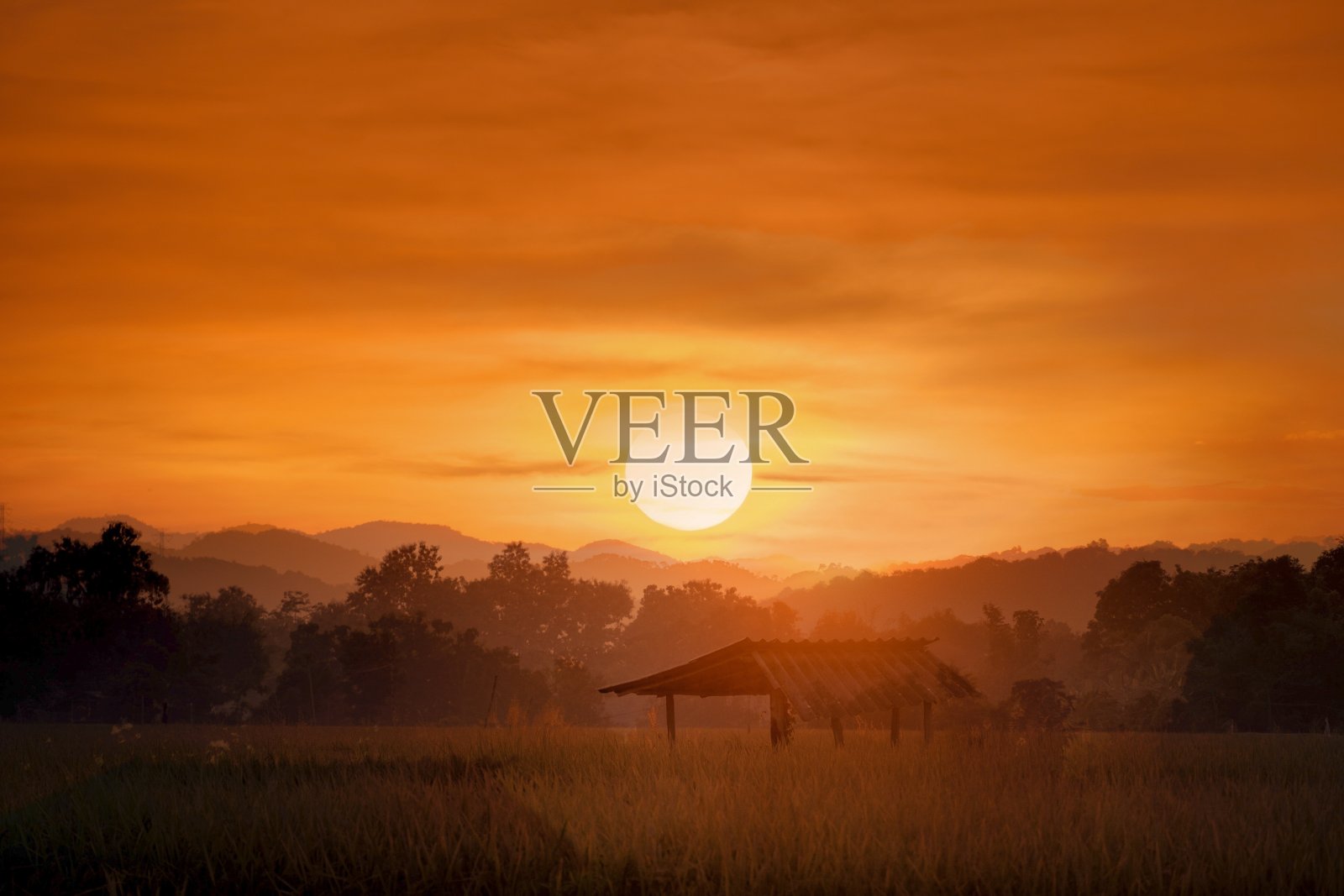 金色的稻田和夕阳的背景照片摄影图片