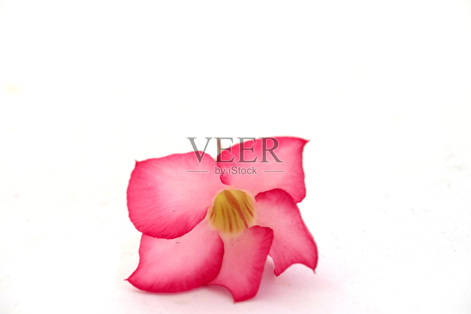 假杜鹃花美丽的红色花在白色的背景照片摄影图片