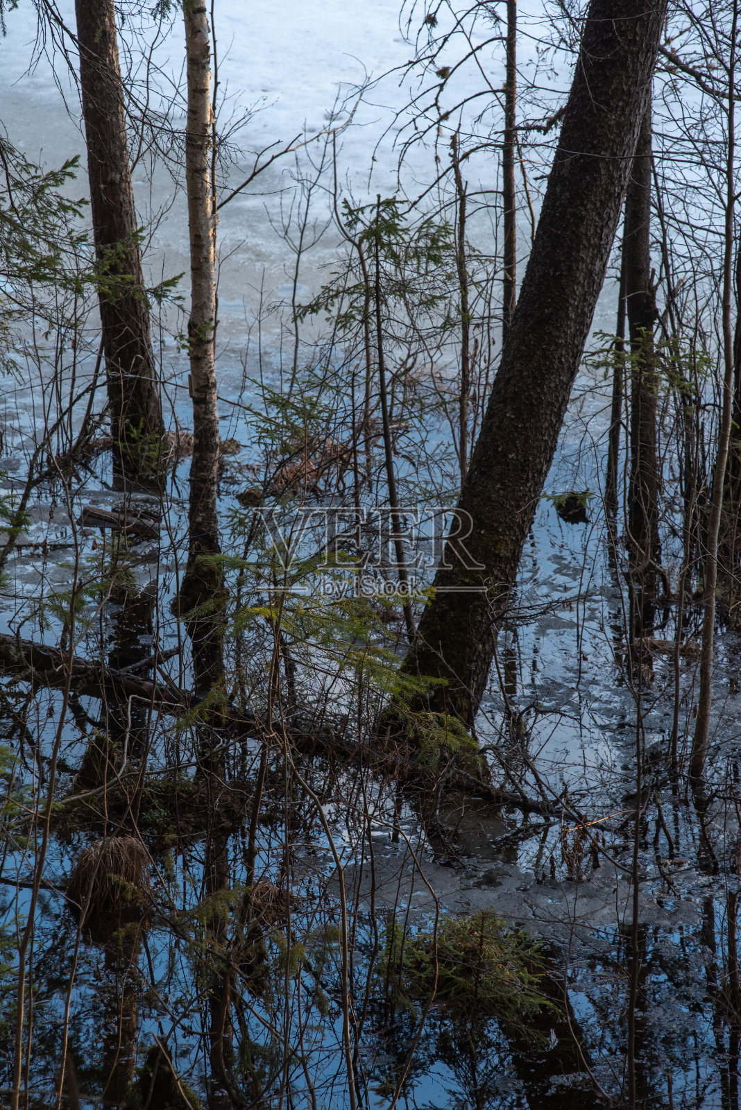 森林湖的岸边在春天照片摄影图片