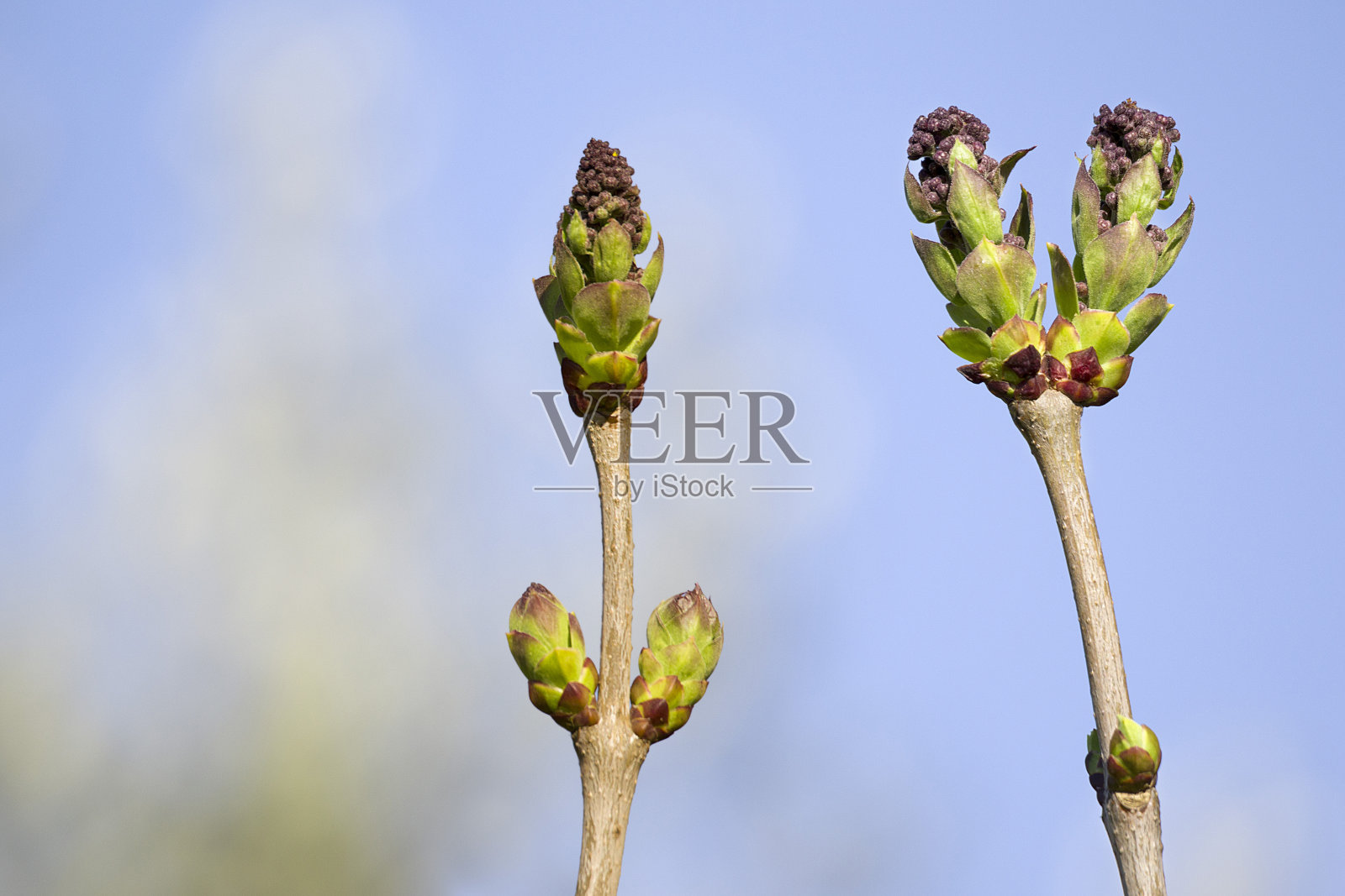 春季丁香或丁香花的第一批叶子和嫩芽照片摄影图片