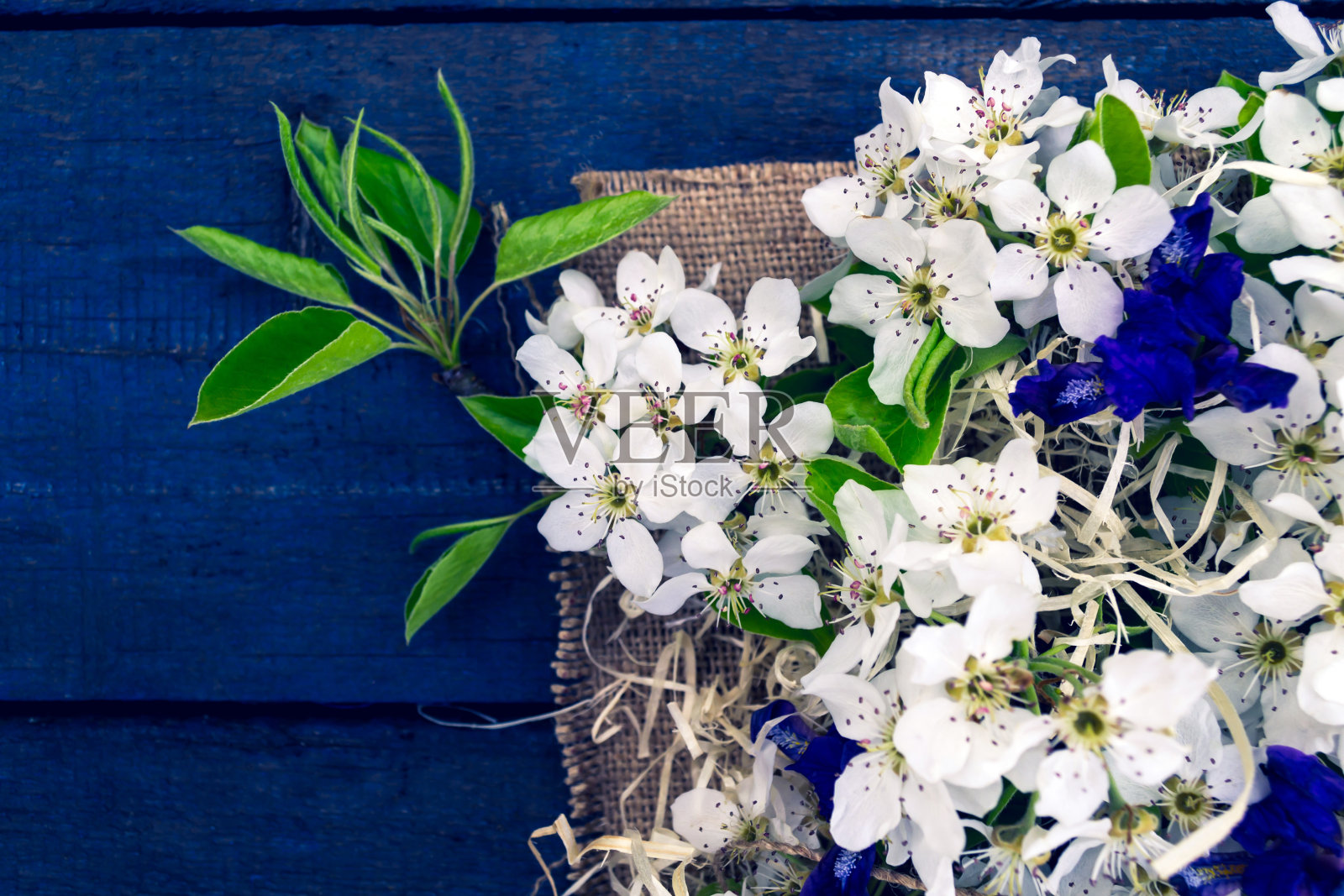 开花的苹果树枝照片摄影图片