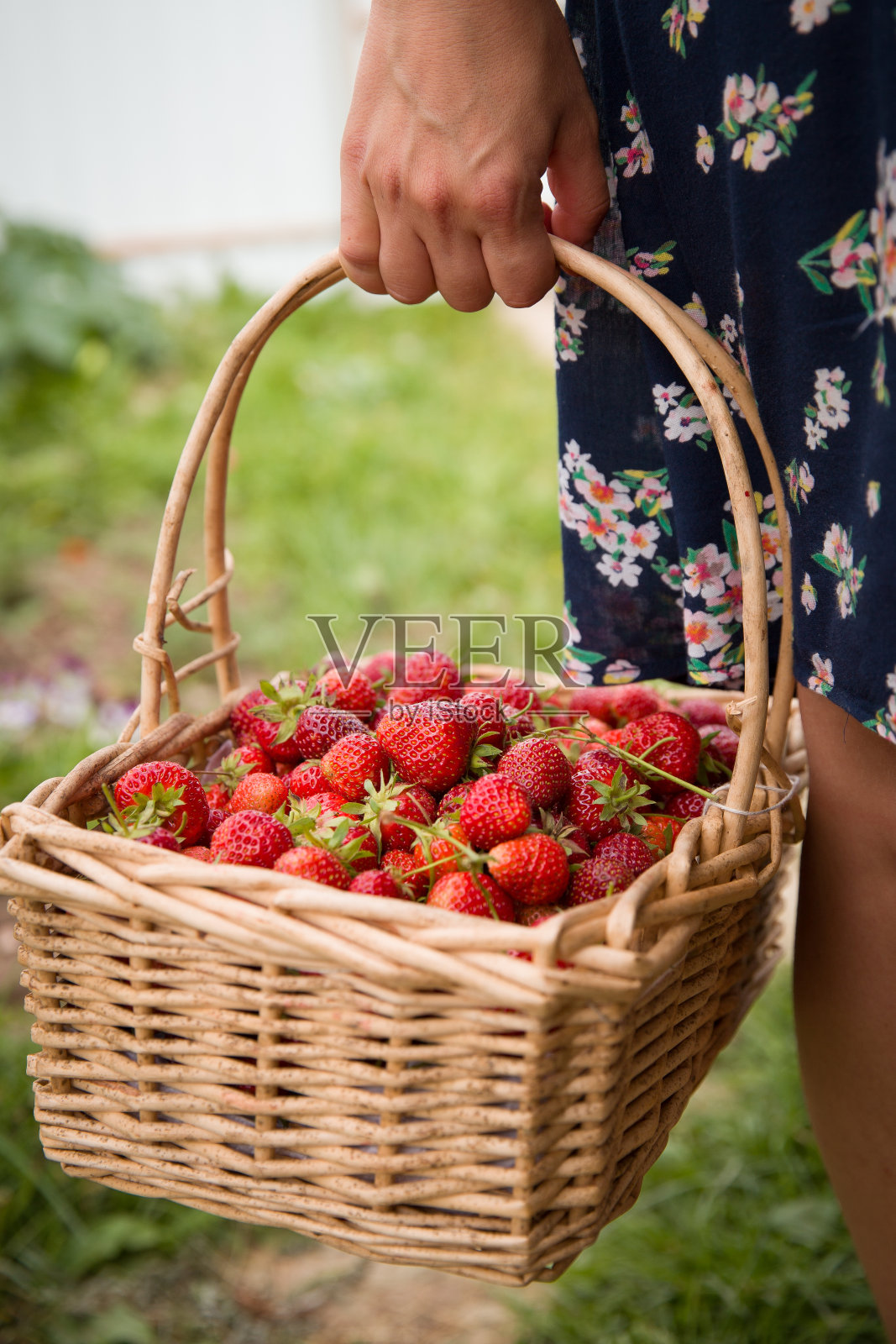 这女孩手里拿着一篮子夏天成熟的浆果。来自夏季花园的有机草莓。健康的生活方式的概念。水果和浆果。照片摄影图片