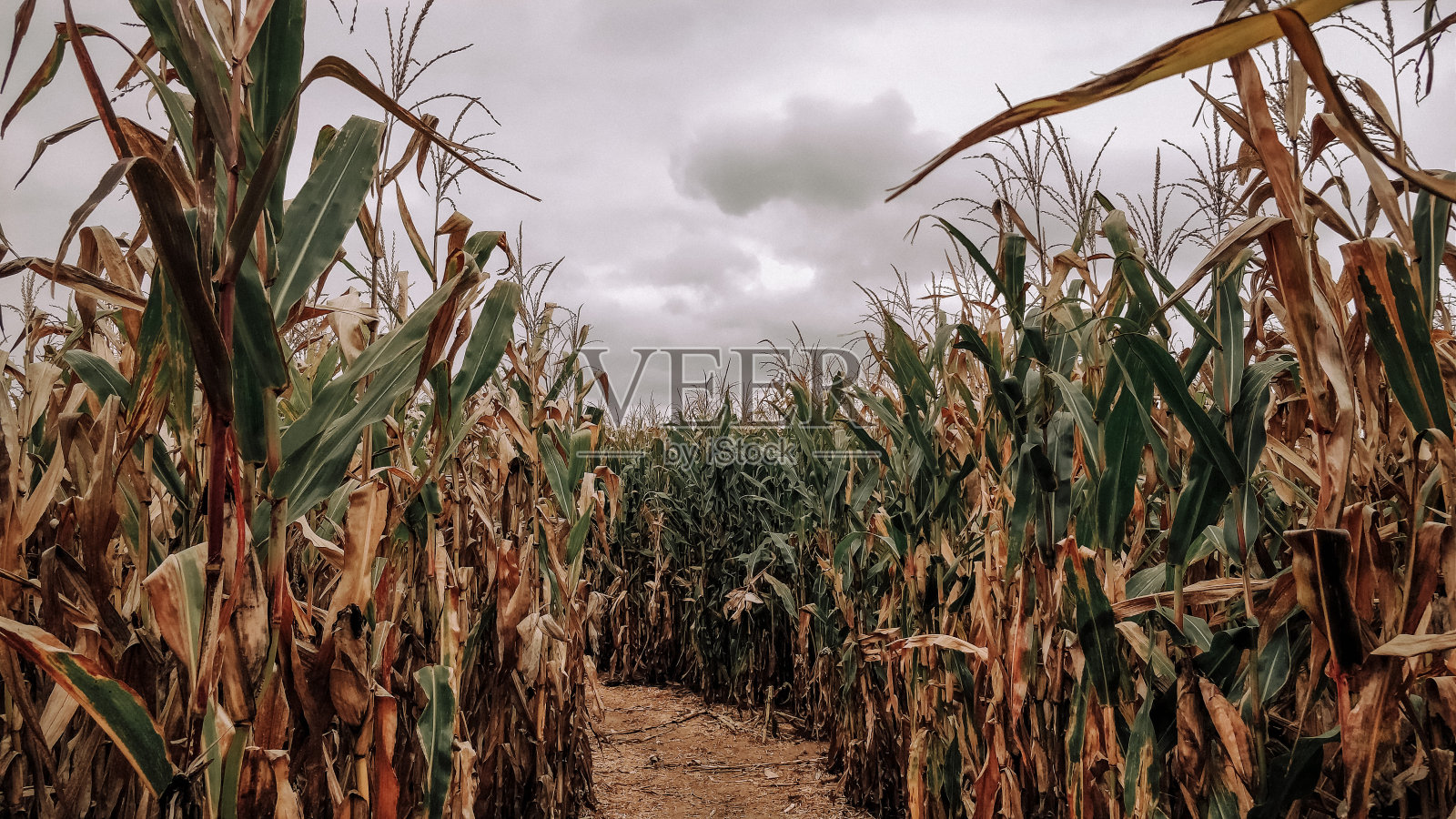 玉米迷宫和阴沉的天空照片摄影图片