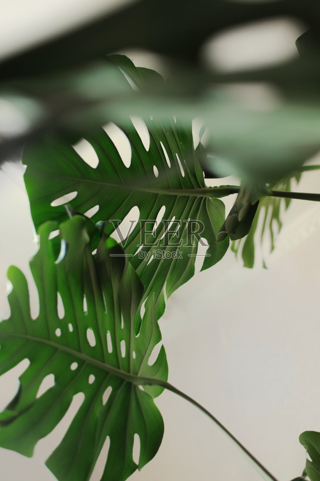 这是一棵阳光下的巨型家栽树的特写。棕榈树在照片摄影图片