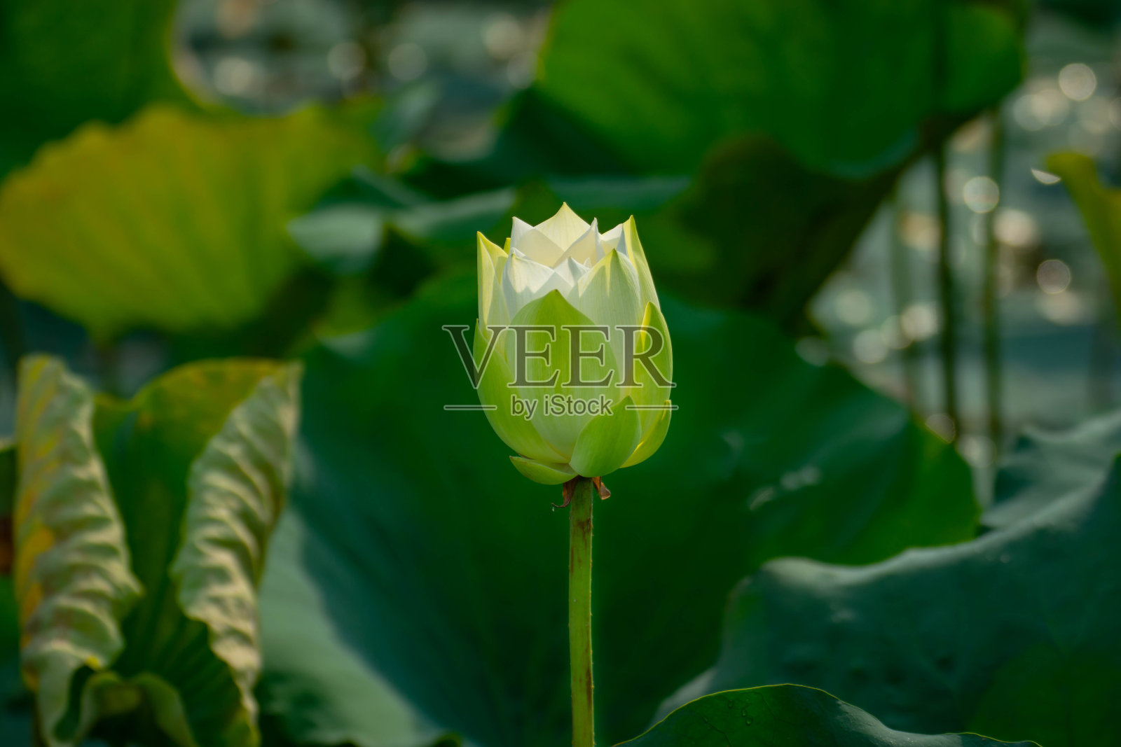 盛开的白莲照片摄影图片